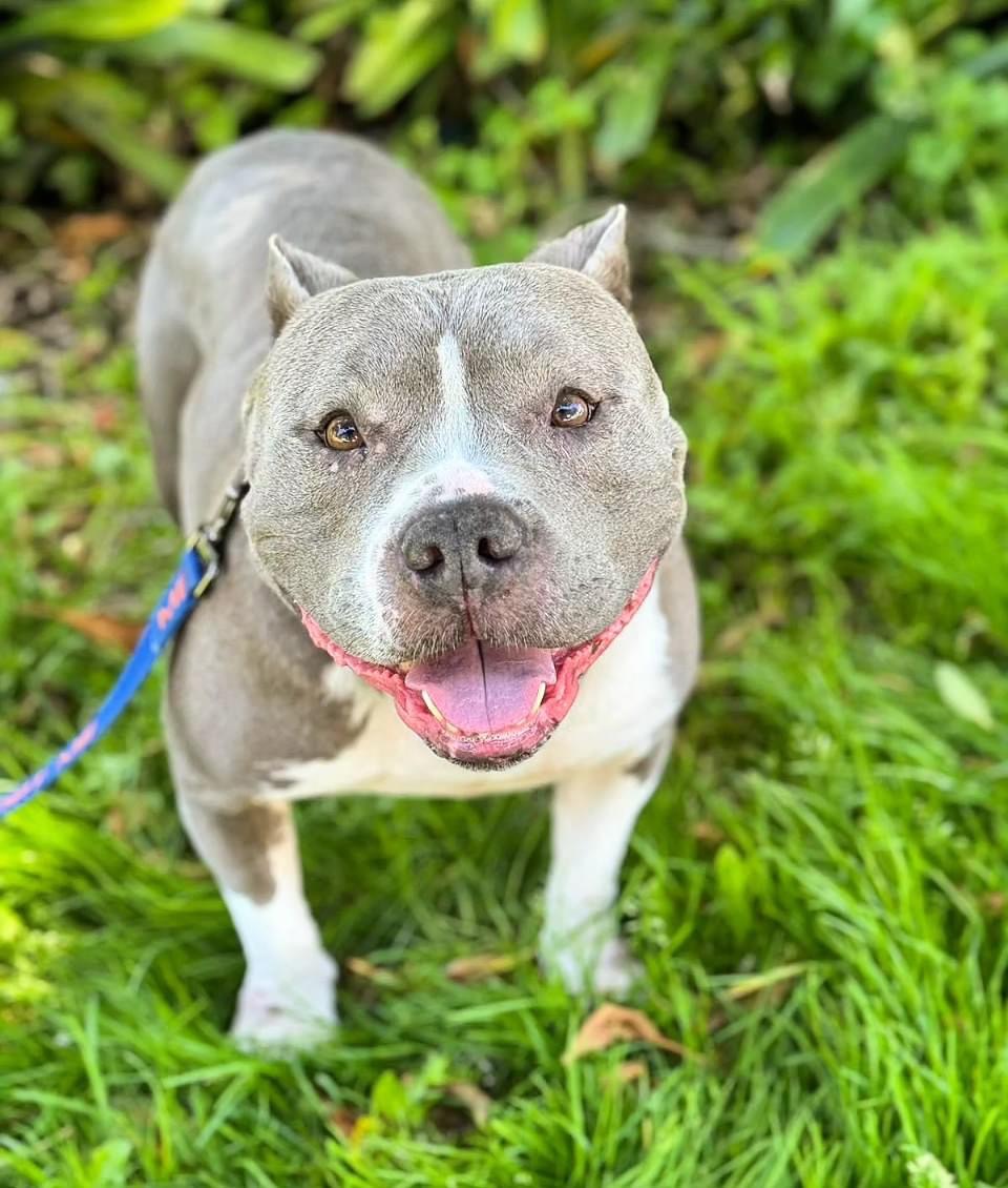 Gloria, Adoptable, Adult Female American Bully.