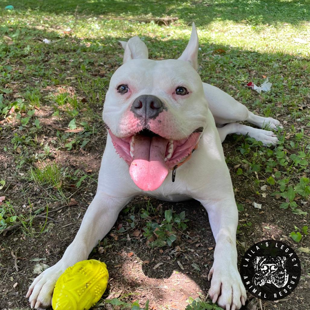 Cash, Adoptable, Adult Female Terrier & Mixed Breed.