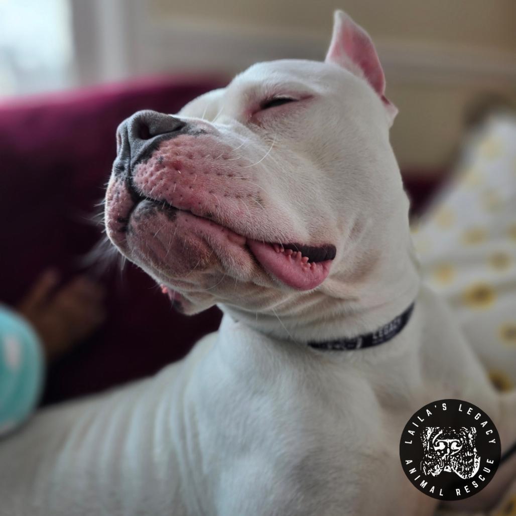 Enlarge Cash, a Adoptable mixed breed in Washington, DC image 2/6