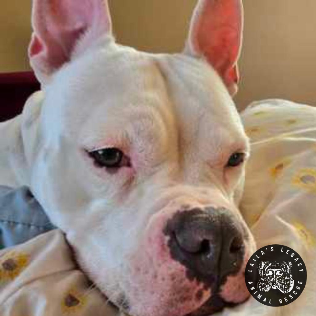 Enlarge Cash, a Adoptable mixed breed in Washington, DC image 3/6