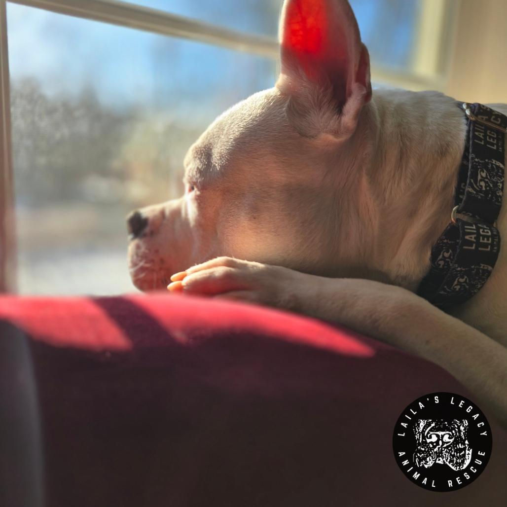 Enlarge Cash, a Adoptable mixed breed in Washington, DC image 4/6