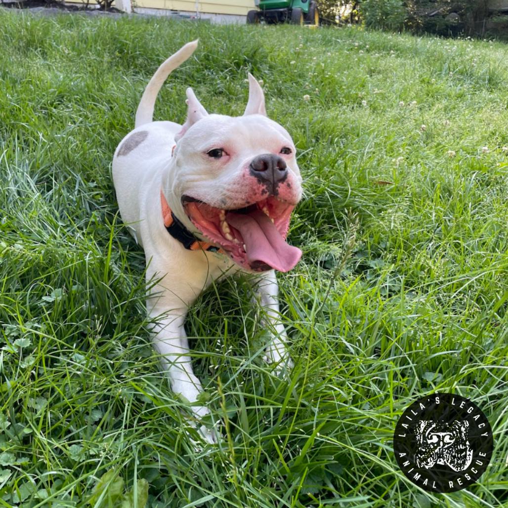 Enlarge Cash, a Adoptable mixed breed in Washington, DC image 5/6