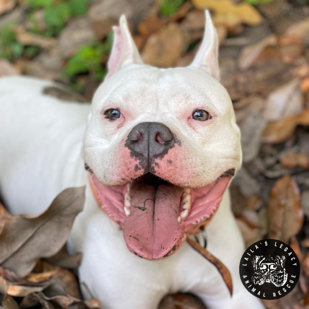 Enlarge Cash, a Adoptable mixed breed in Washington, DC image 6/6