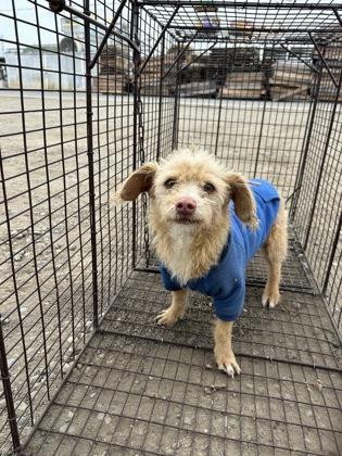 Enlarge Benji, a Adoptable mixed breed in Fresno, CA image 2/2