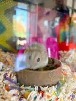 Queen Elizabeth, ADOPTABLE, Adult Female Dwarf Hamster & Hamster.