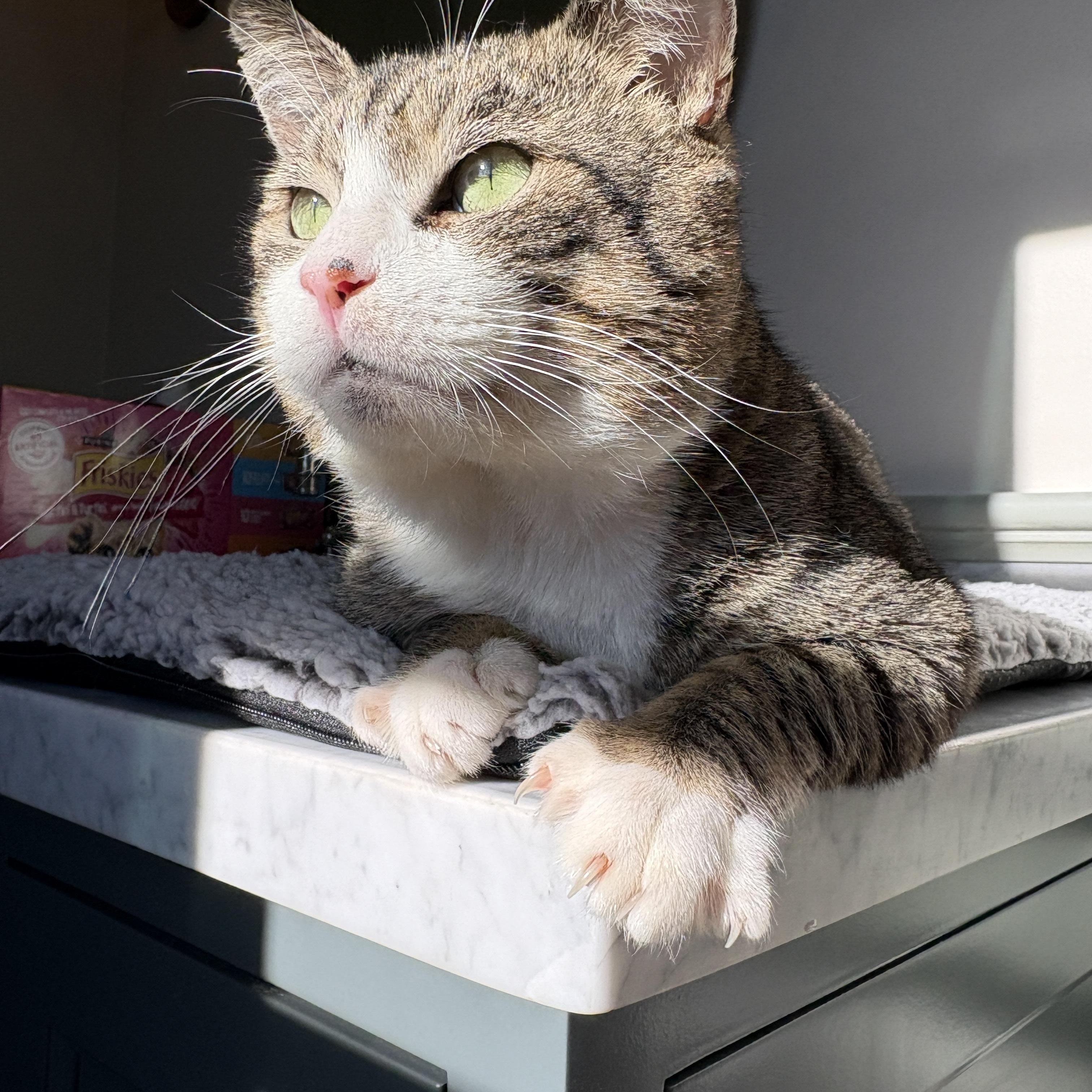 Enlarge Gordon, a ADOPTABLE Domestic Short Hair in Pacific Palisades, CA image 1/4