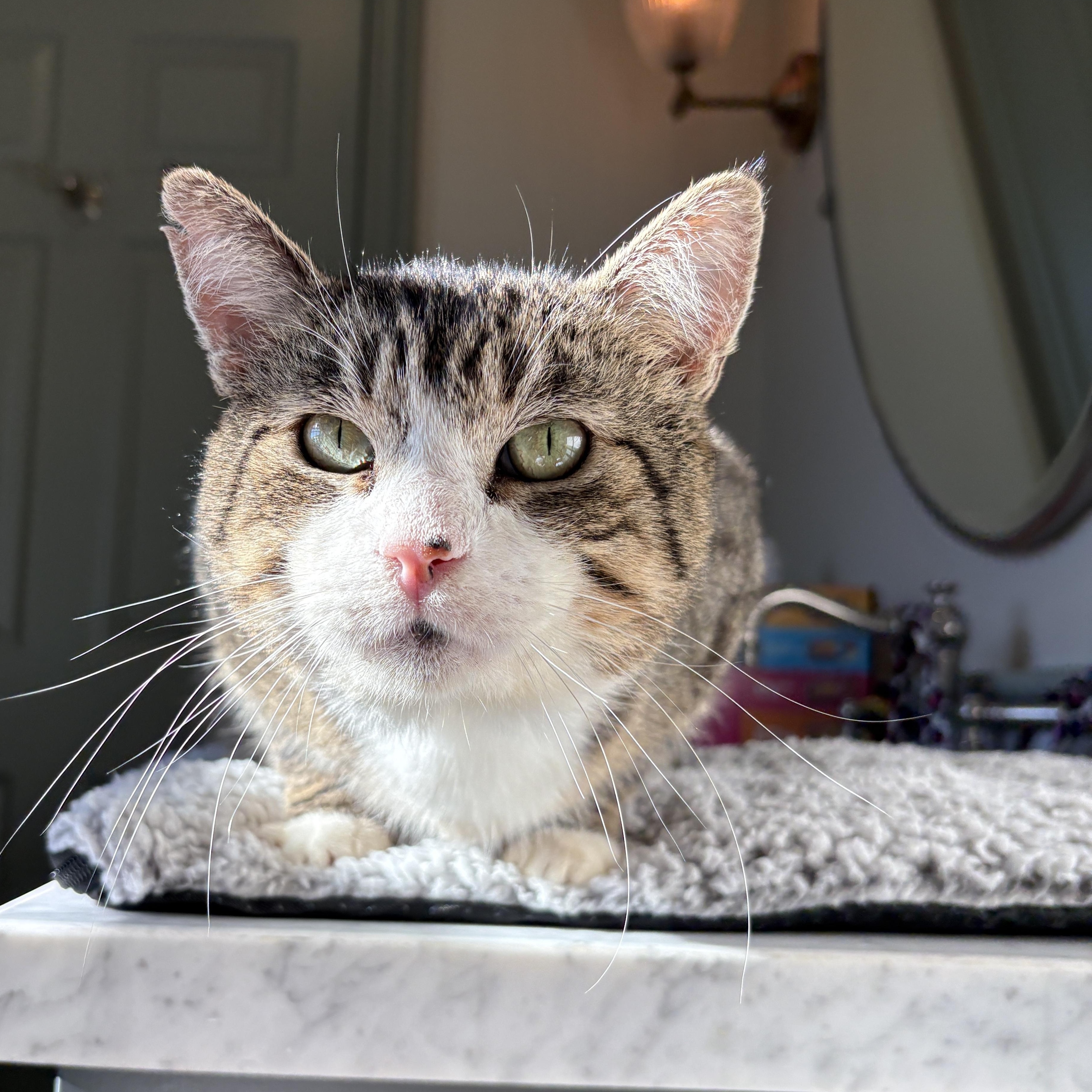 Enlarge Gordon, a ADOPTABLE Domestic Short Hair in Pacific Palisades, CA image 3/4