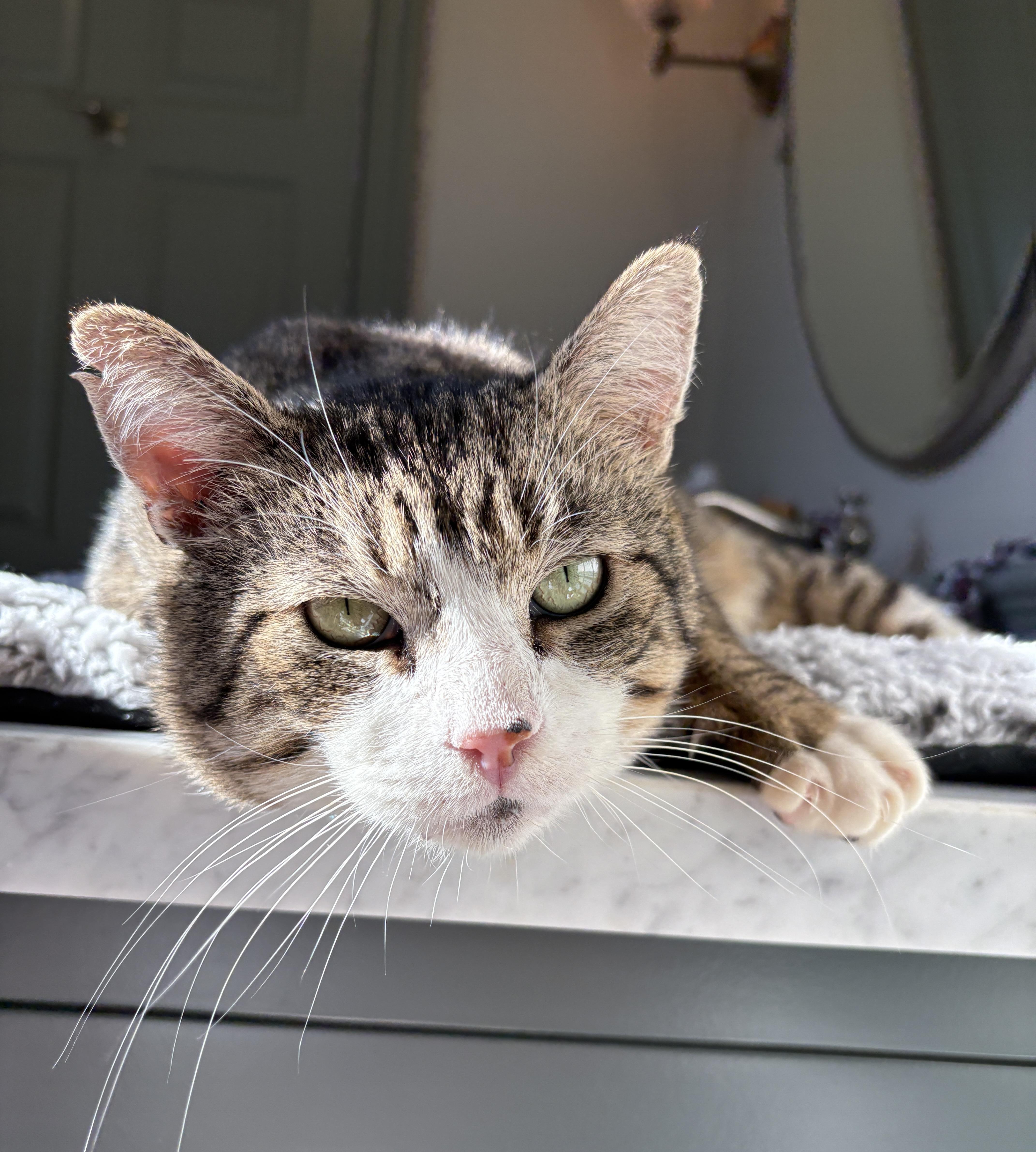 Enlarge Gordon, a ADOPTABLE Domestic Short Hair in Pacific Palisades, CA image 2/4