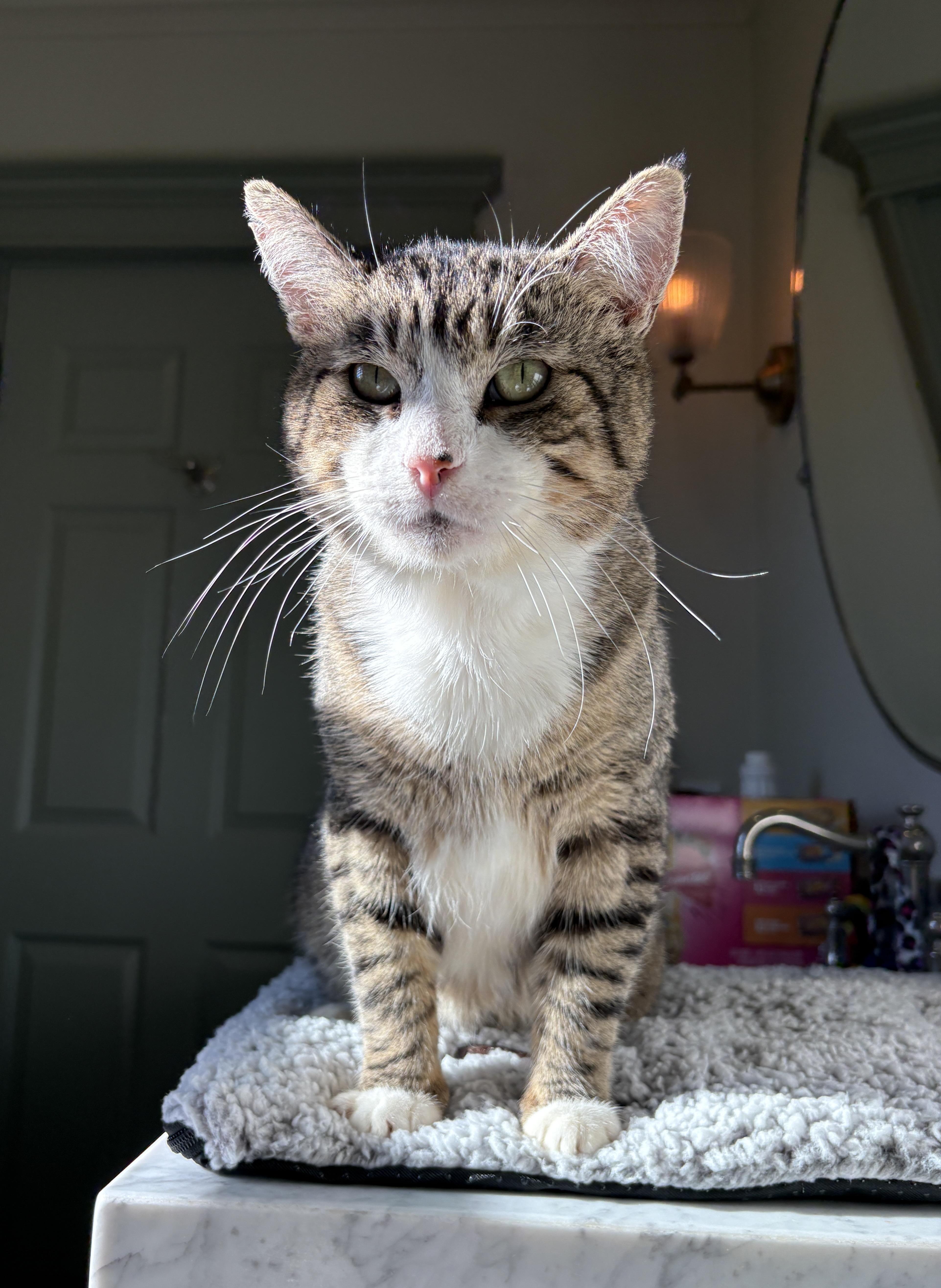 Enlarge Gordon, a ADOPTABLE Domestic Short Hair in Pacific Palisades, CA image 4/4