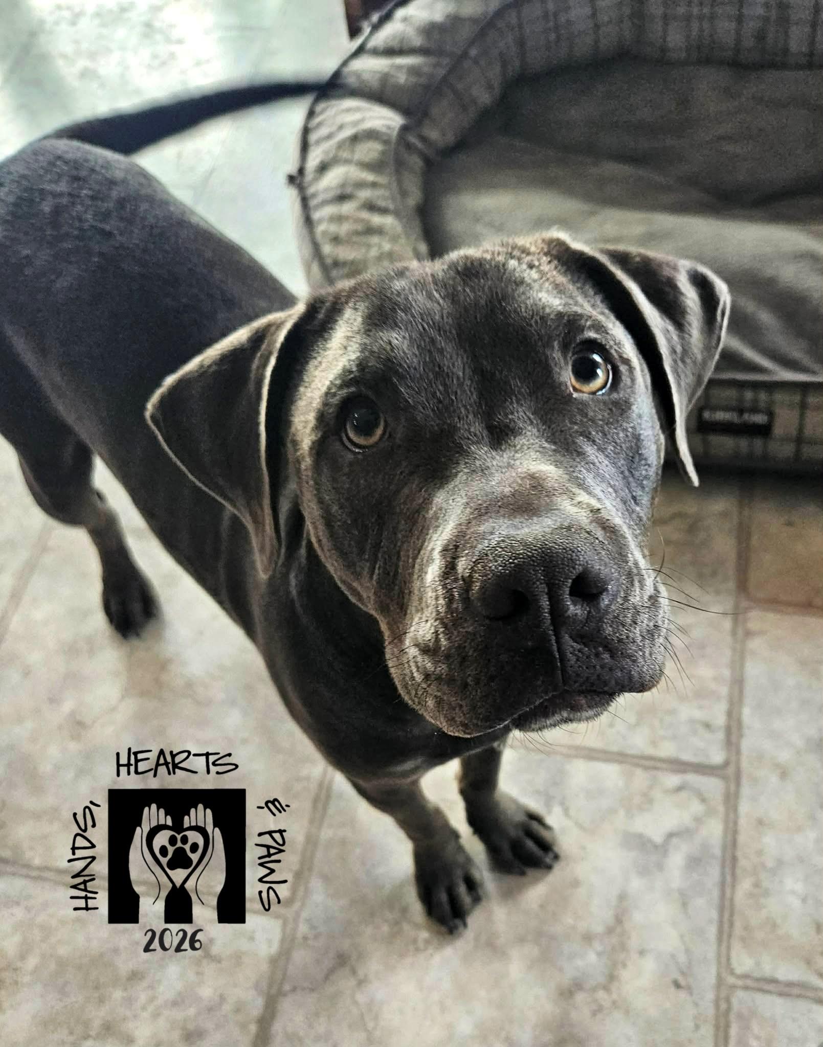 Enlarge Pablo, a ADOPTABLE Cane Corso in Omaha, NE image 1/3