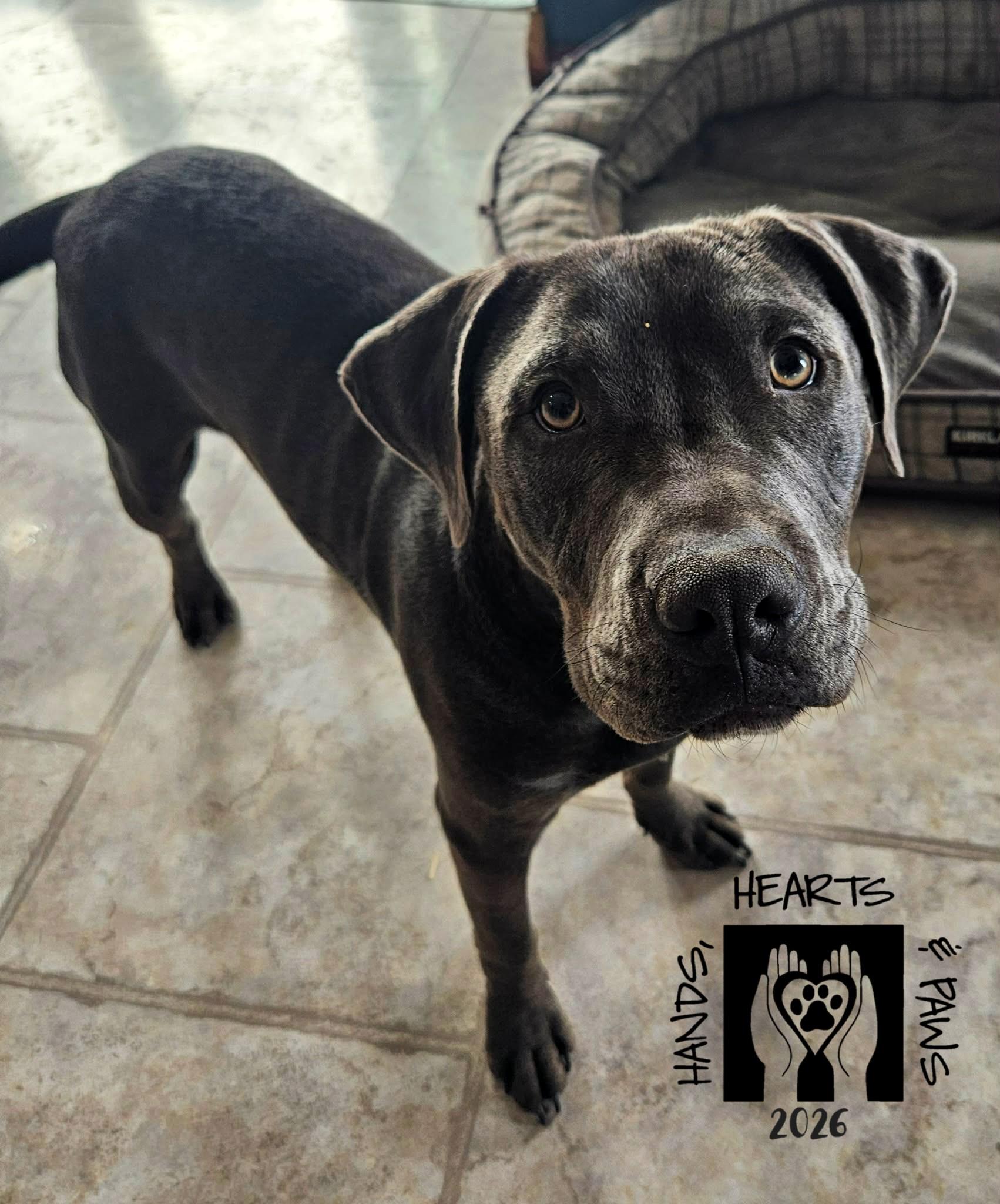 Enlarge Pablo, a ADOPTABLE Cane Corso in Omaha, NE image 2/3