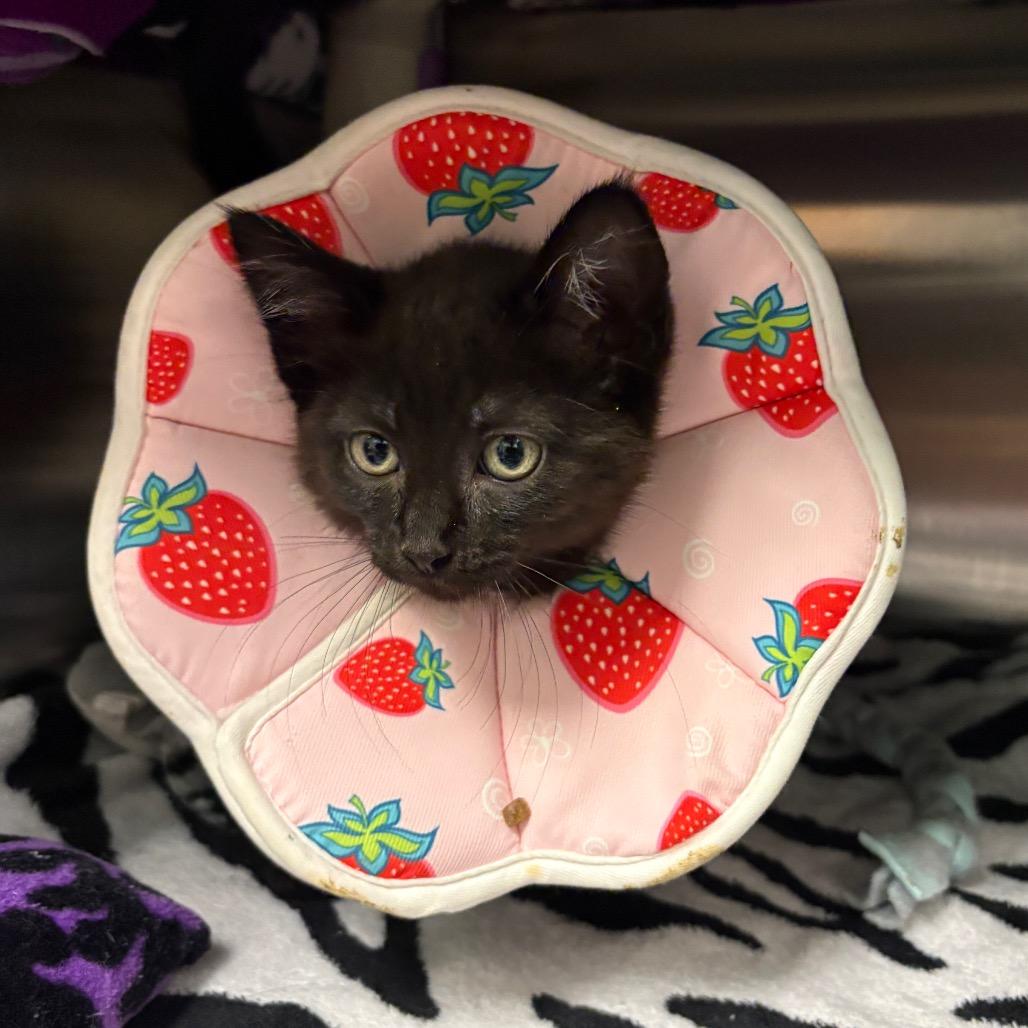 Wallabee, a Adoptable Domestic Short Hair in Keizer, OR image 1/5