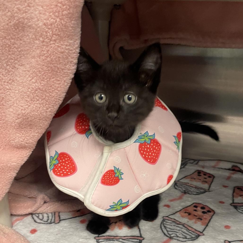 Wallabee, a Adoptable Domestic Short Hair in Keizer, OR image 2/5