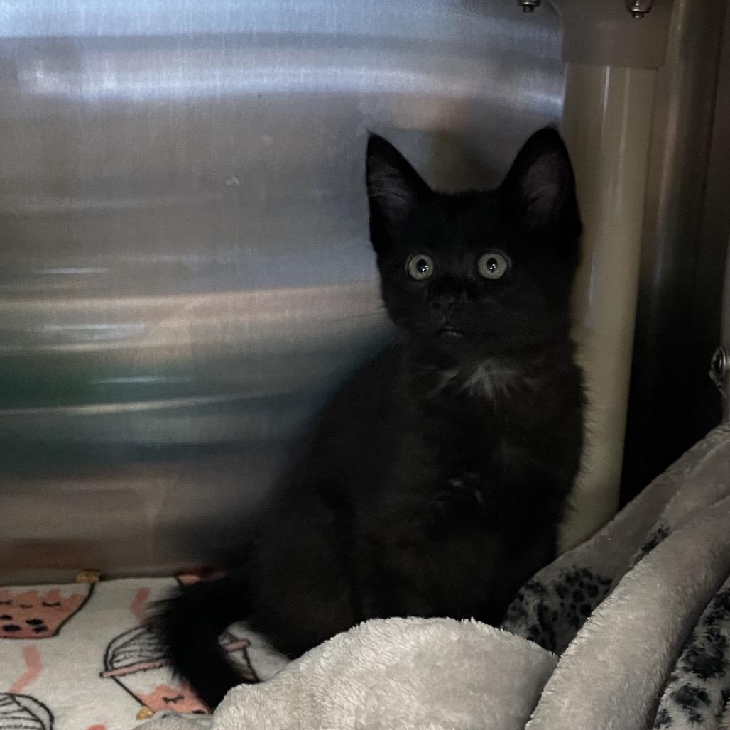 Wallabee, a Adoptable Domestic Short Hair in Keizer, OR image 3/5