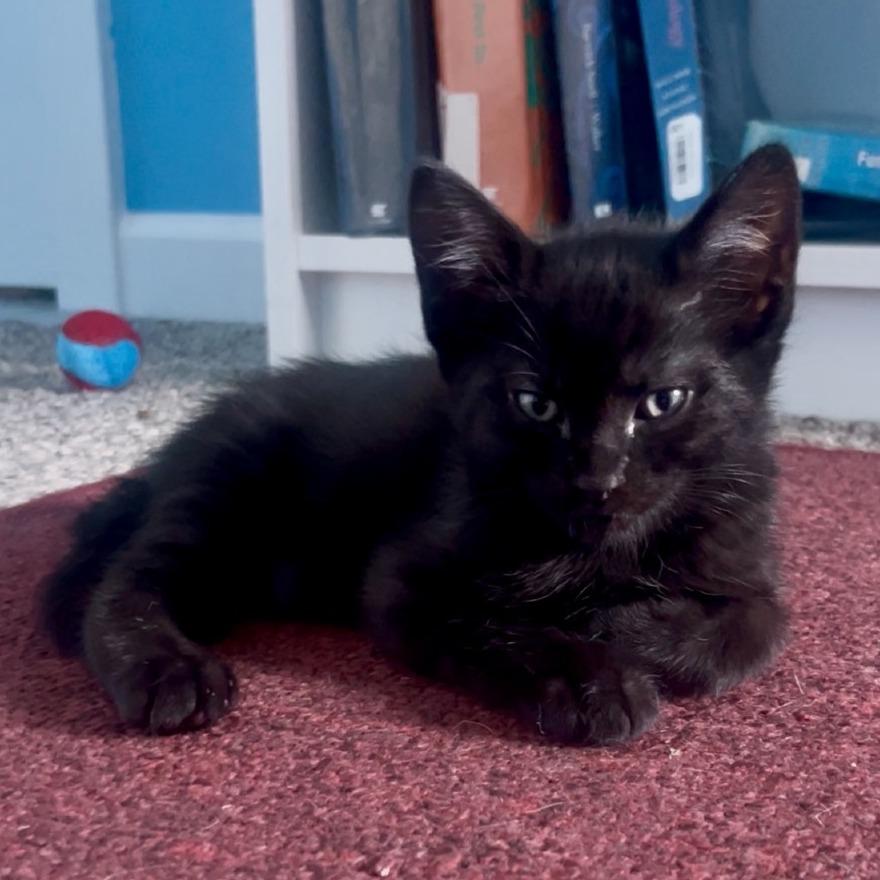 Wallabee, a Adoptable Domestic Short Hair in Keizer, OR image 4/5