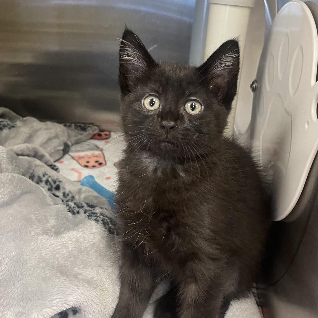 Wallabee, a Adoptable Domestic Short Hair in Keizer, OR image 5/5