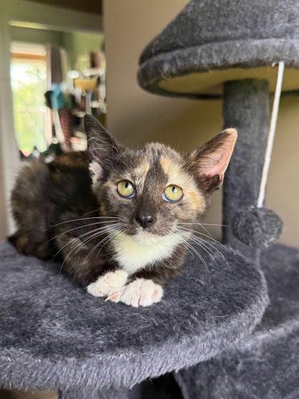 Enlarge Katie Logan, a Adoptable mixed breed in Berwick, PA image 1/1