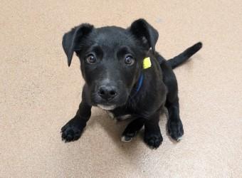 Enlarge Donnie, a Adoptable mixed breed in Boulder, CO image 1/1