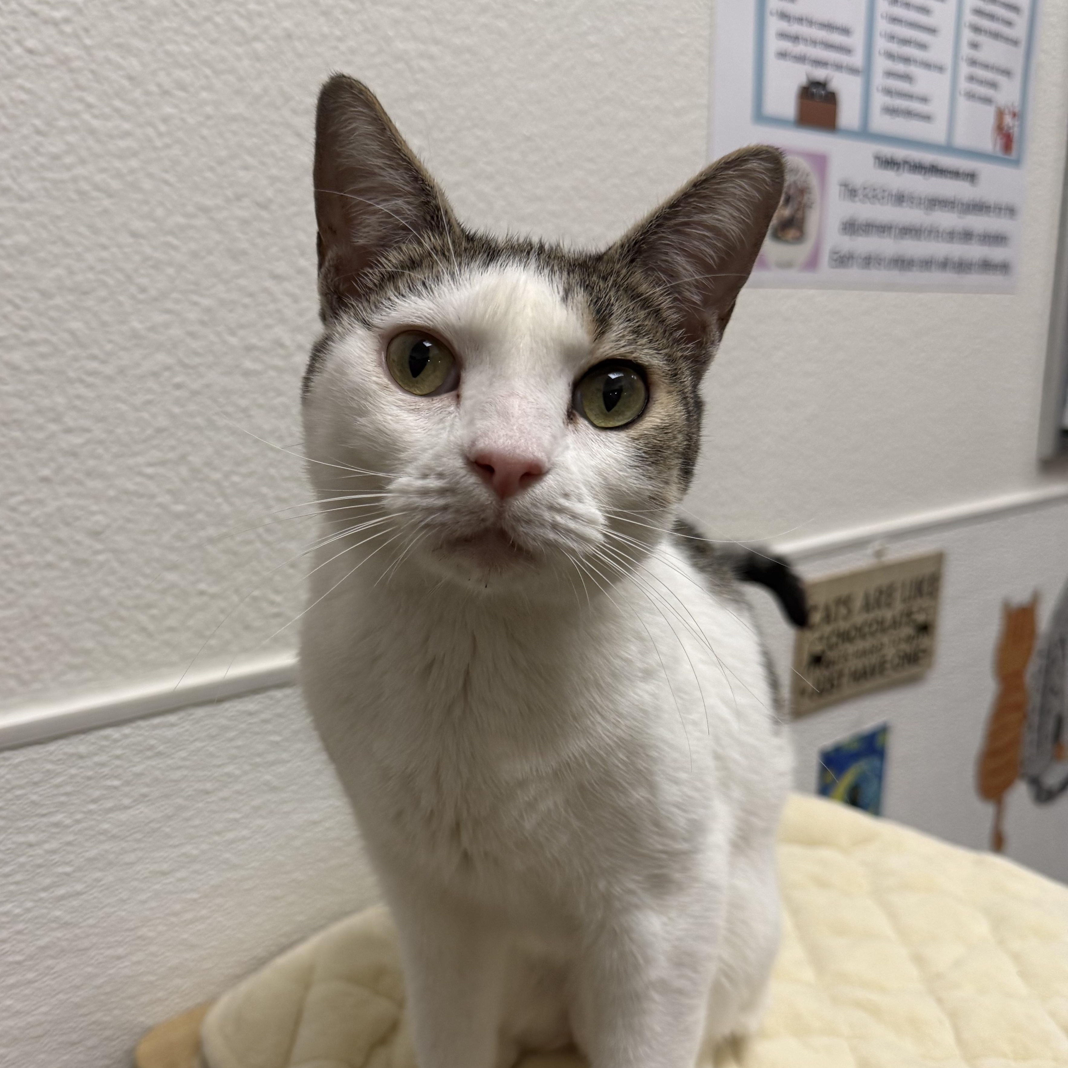 Wanda, adoptable, Young Female Domestic Short Hair.