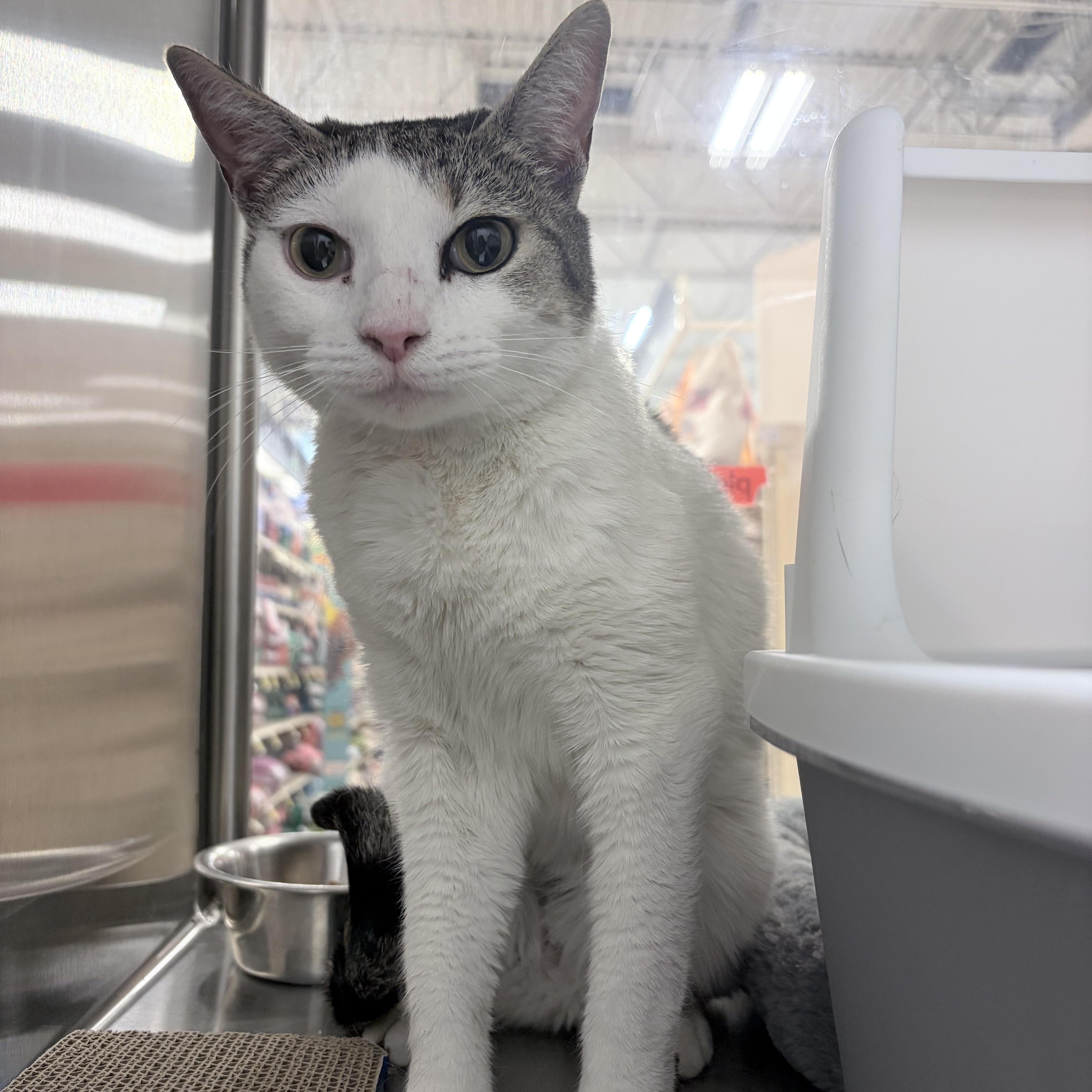 Enlarge Wanda, a ADOPTABLE Domestic Short Hair in Chandler, AZ image 2/3