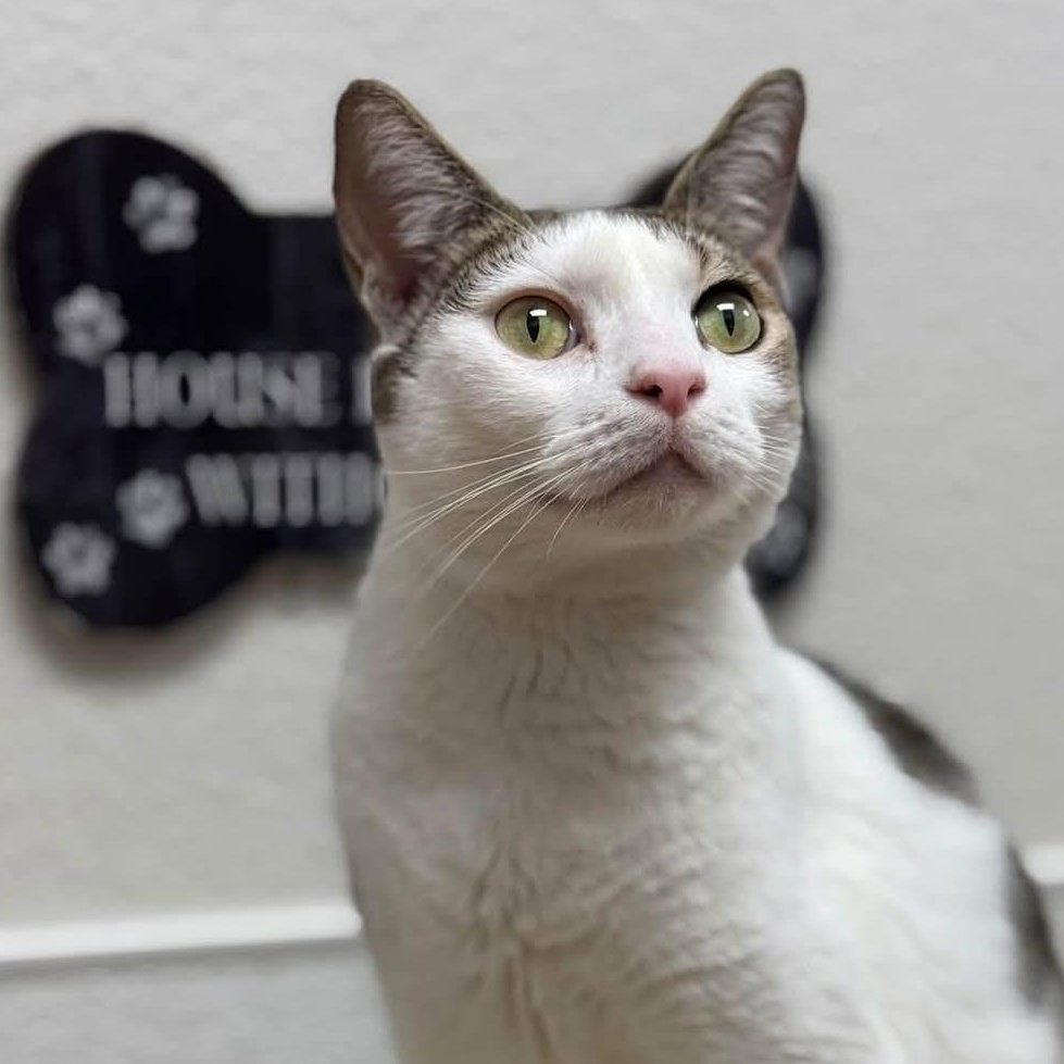Wanda, Adopted, Young Female Domestic Short Hair.