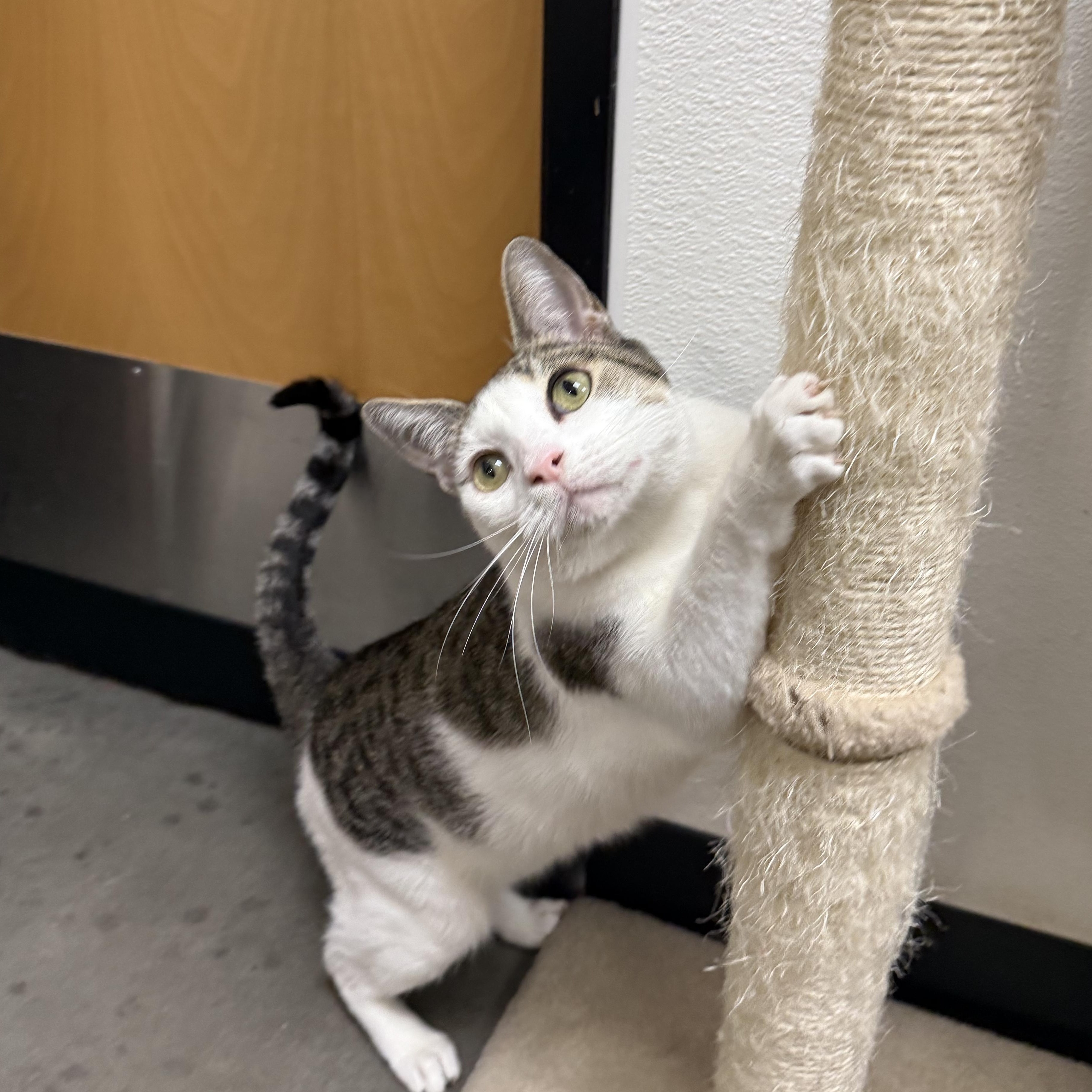 Wanda, an adoptable Domestic Short Hair in Chandler, AZ image 5/5