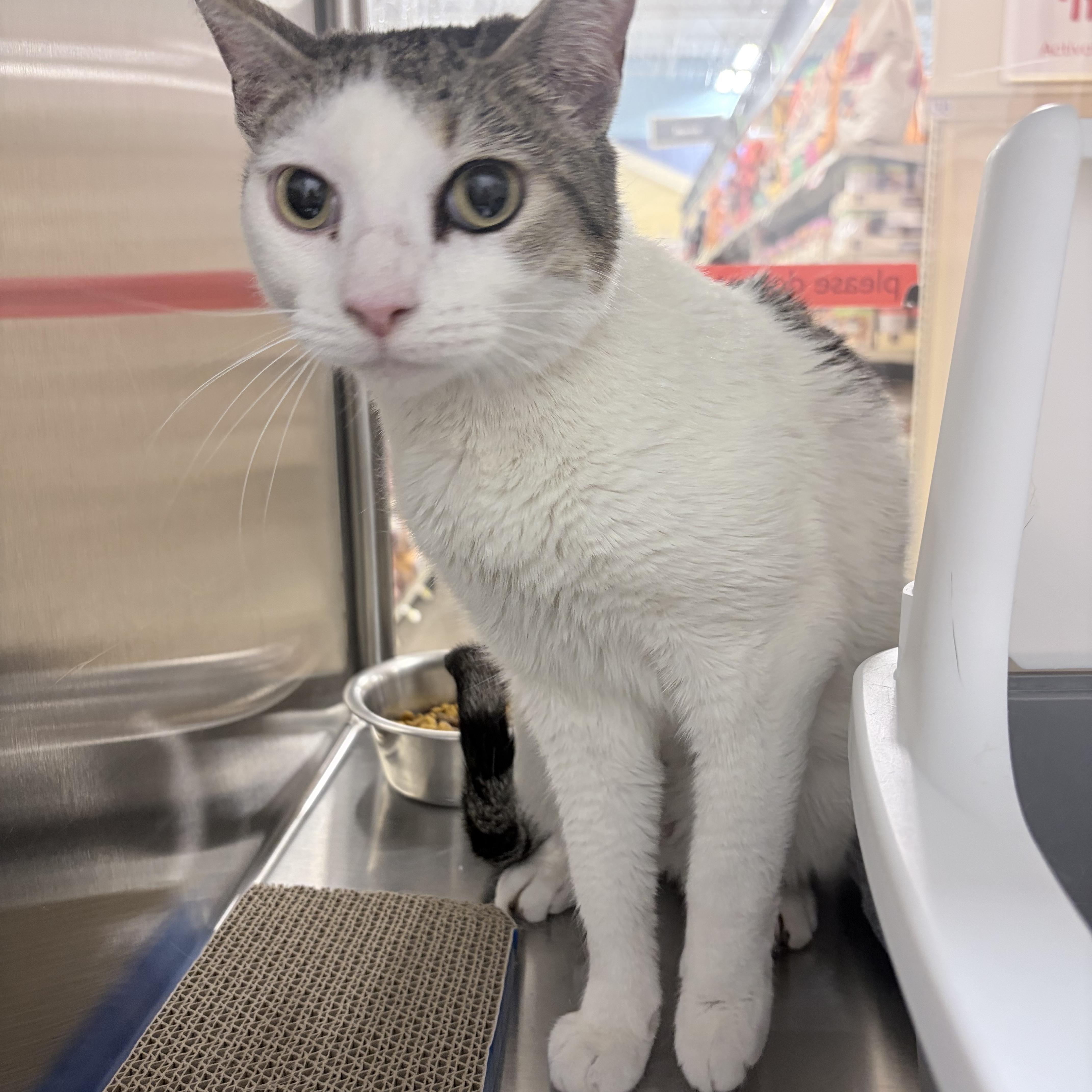 Enlarge Wanda, a ADOPTABLE Domestic Short Hair in Chandler, AZ image 3/3