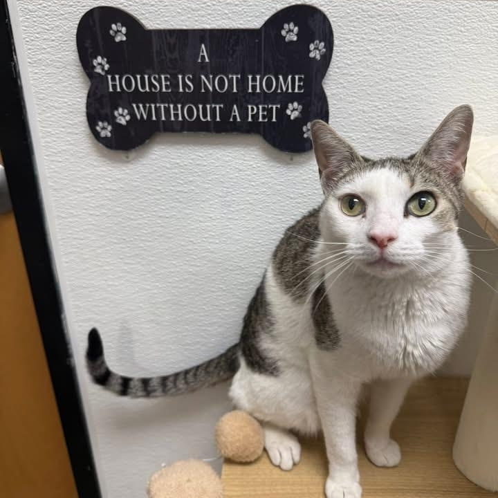 Wanda, a ADOPTABLE Domestic Short Hair in Chandler, AZ image 2/5