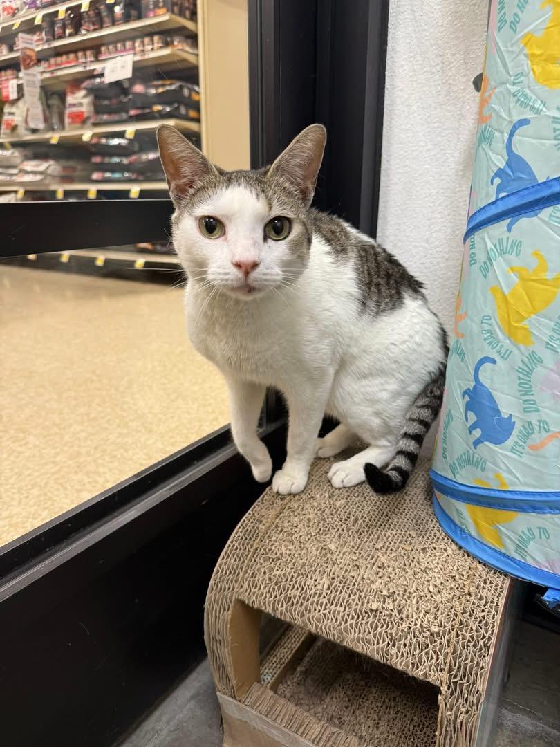Wanda, a ADOPTABLE Domestic Short Hair in Chandler, AZ image 3/5