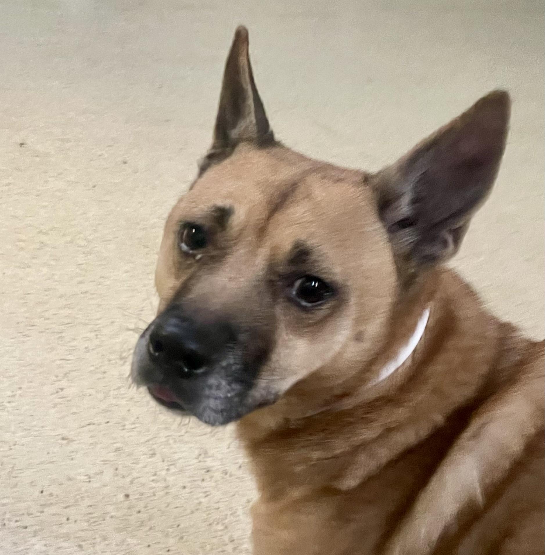 Kimmy, Adult Female Shepherd