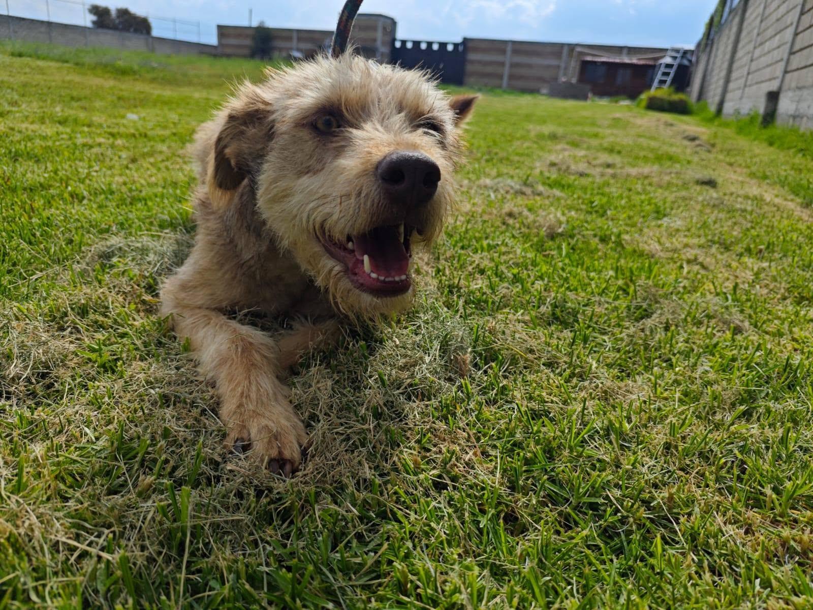 Barbas, Adoptable, Young Male Terrier.