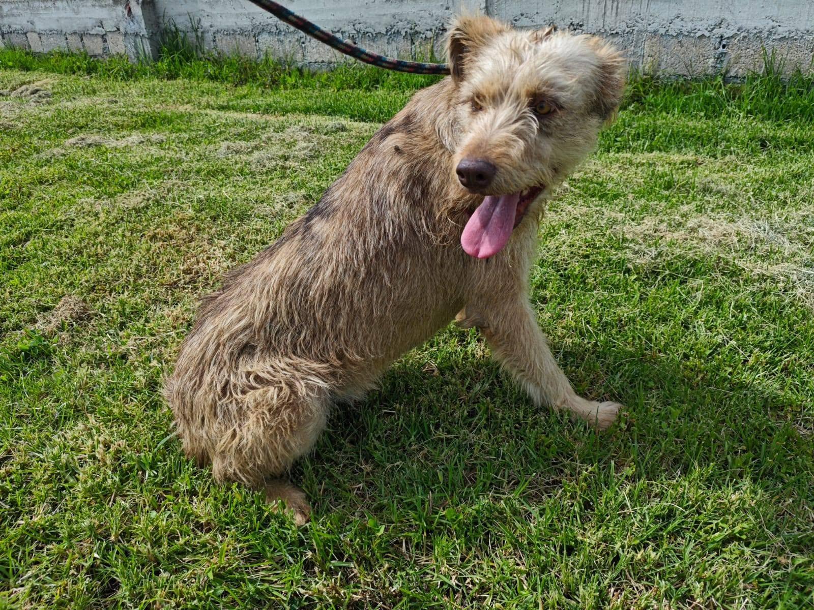 Enlarge Barbas, a Adoptable Terrier in Woodstock, ON image 3/3