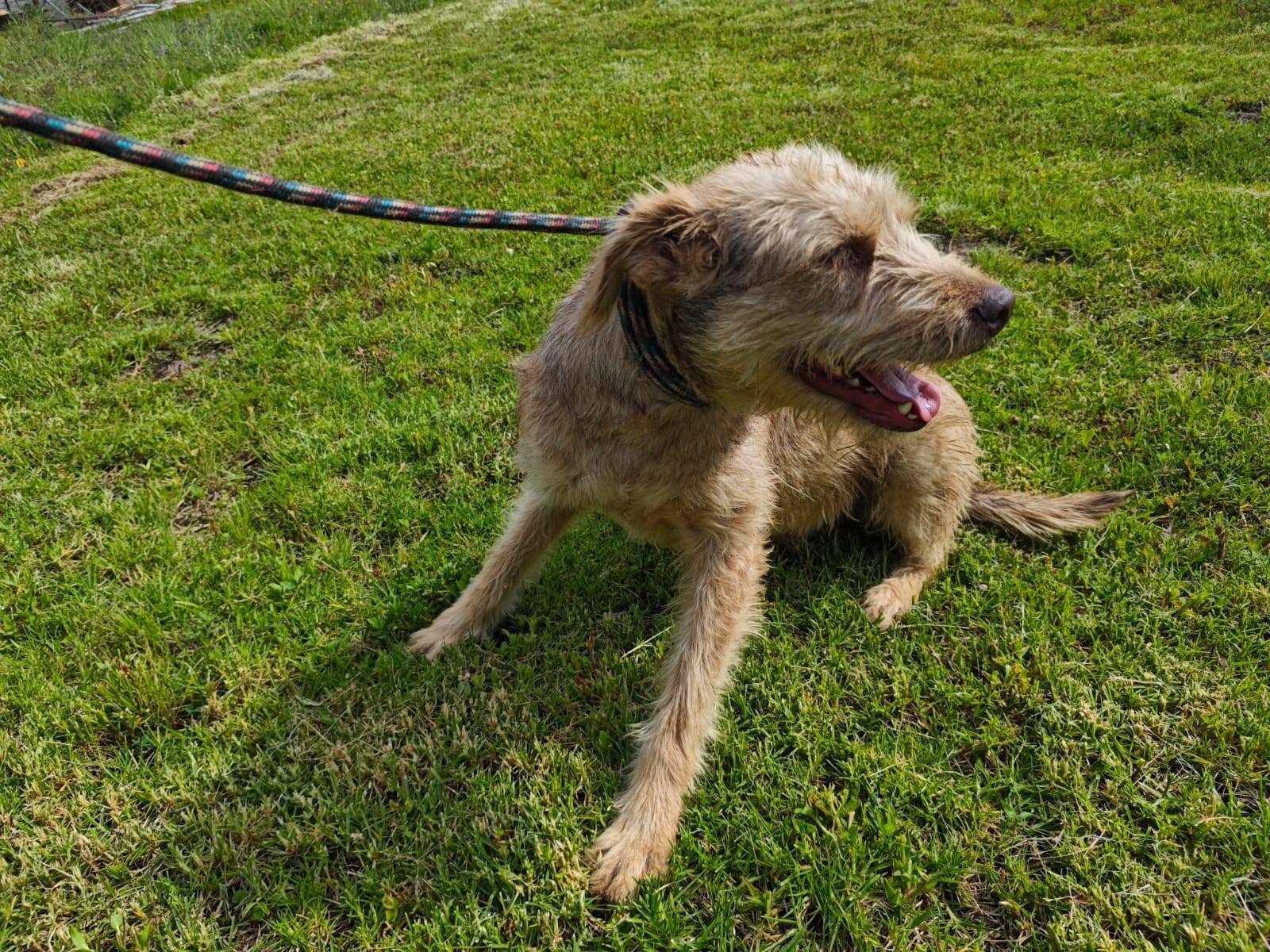 Enlarge Barbas, a Adoptable Terrier in Woodstock, ON image 2/3