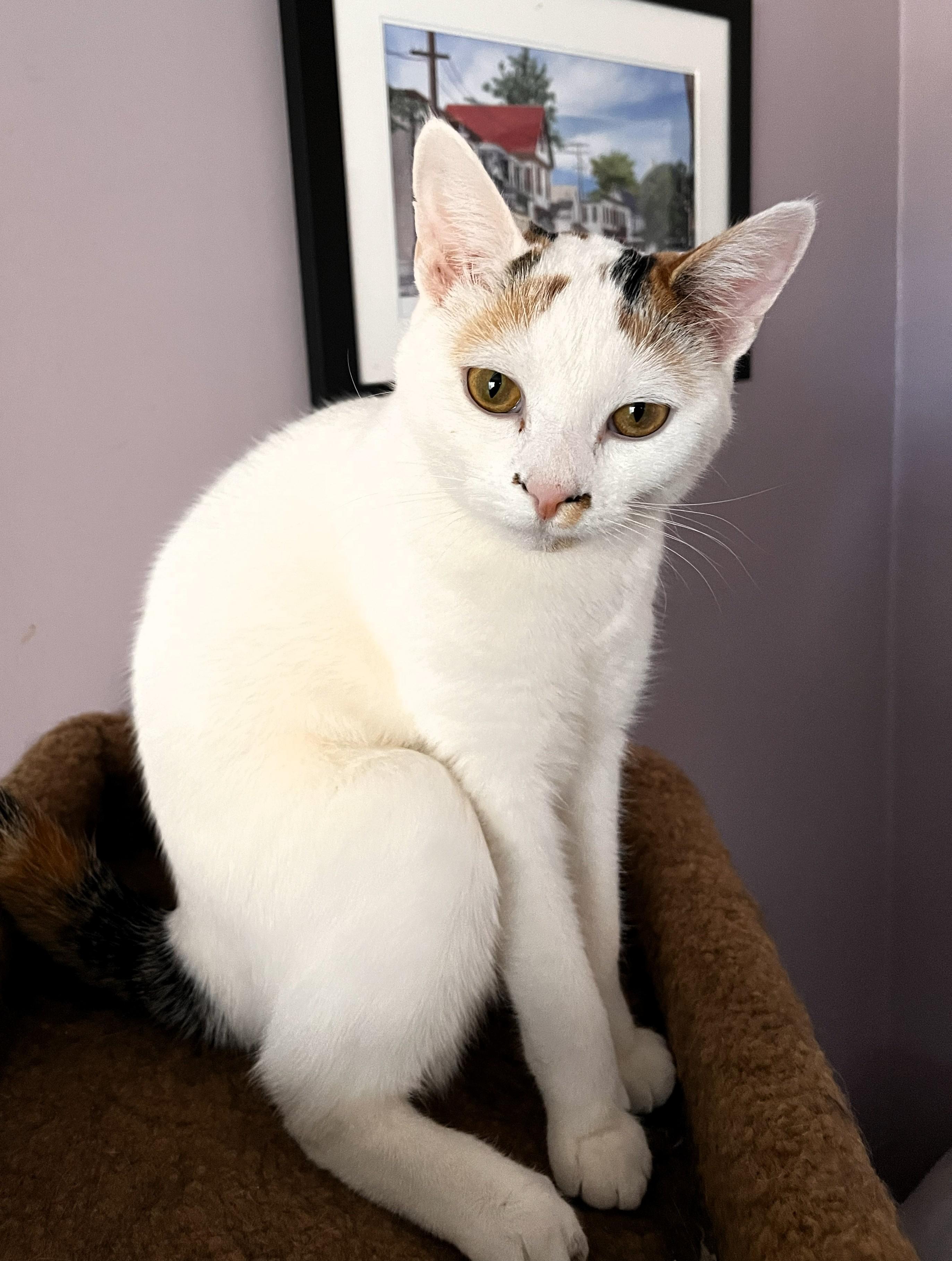 Enlarge Fern, a ADOPTABLE Domestic Short Hair in Wayland, MA image 2/6