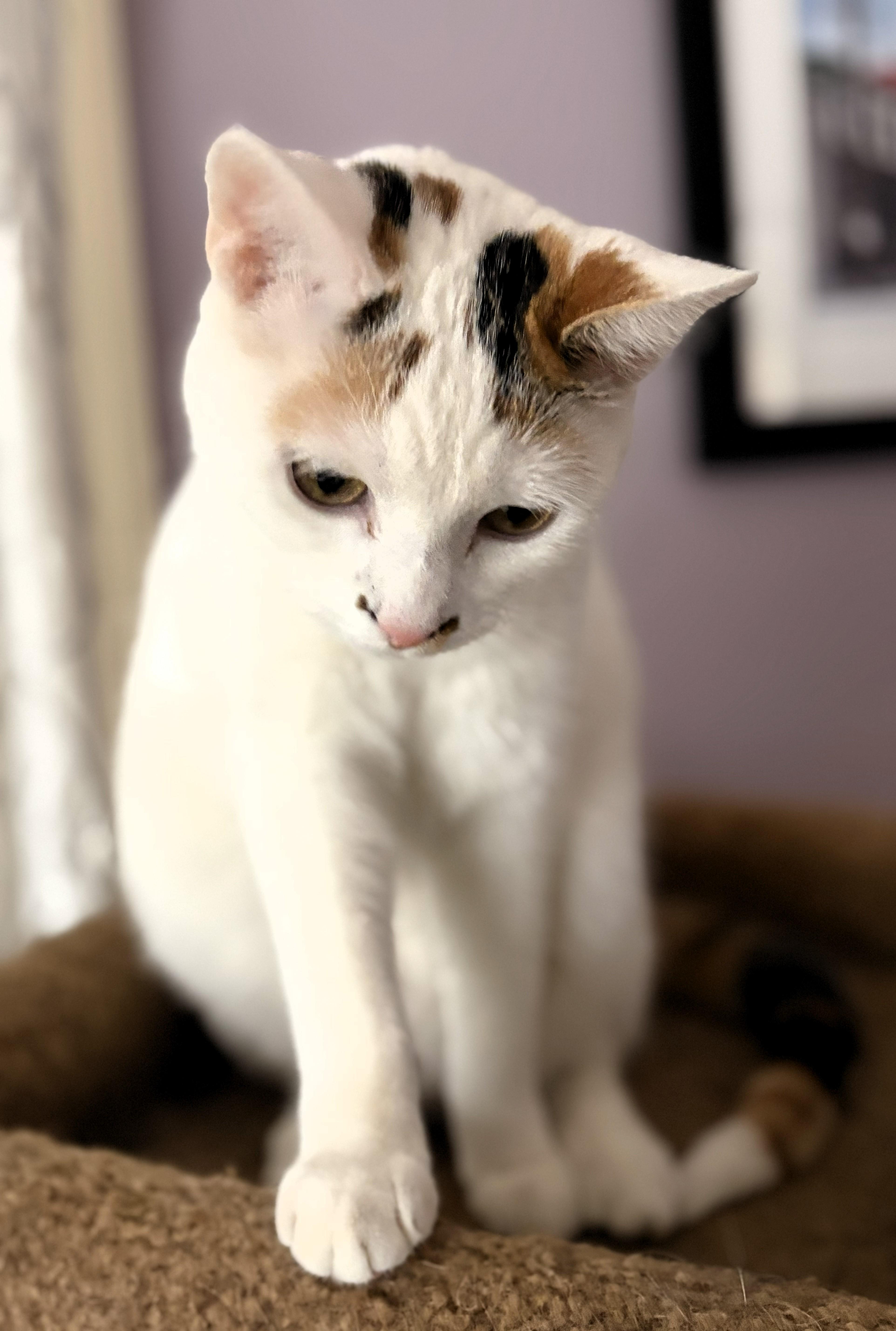 Enlarge Fern, a ADOPTABLE Domestic Short Hair in Wayland, MA image 3/6