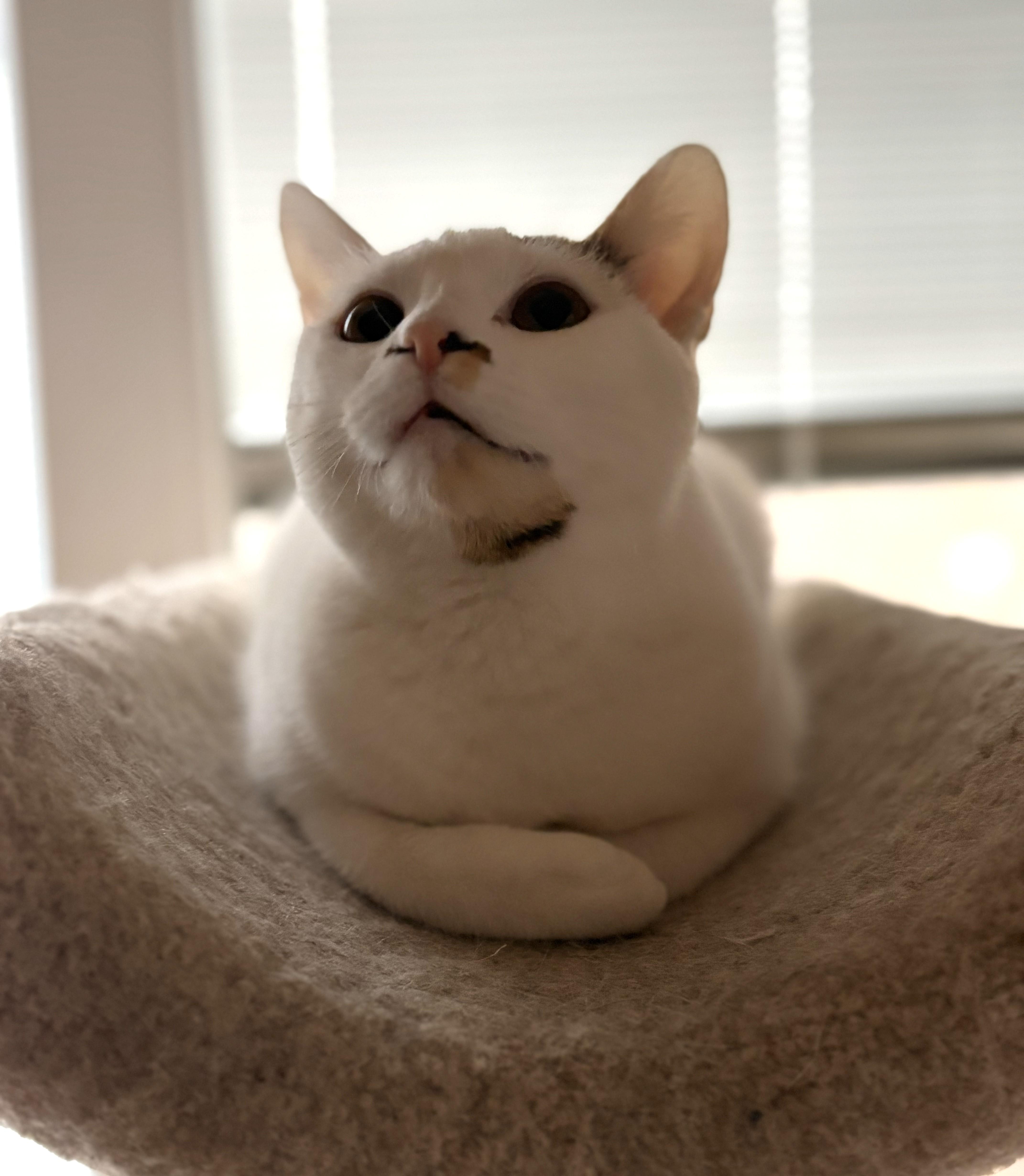 Enlarge Fern, a ADOPTABLE Domestic Short Hair in Wayland, MA image 5/6