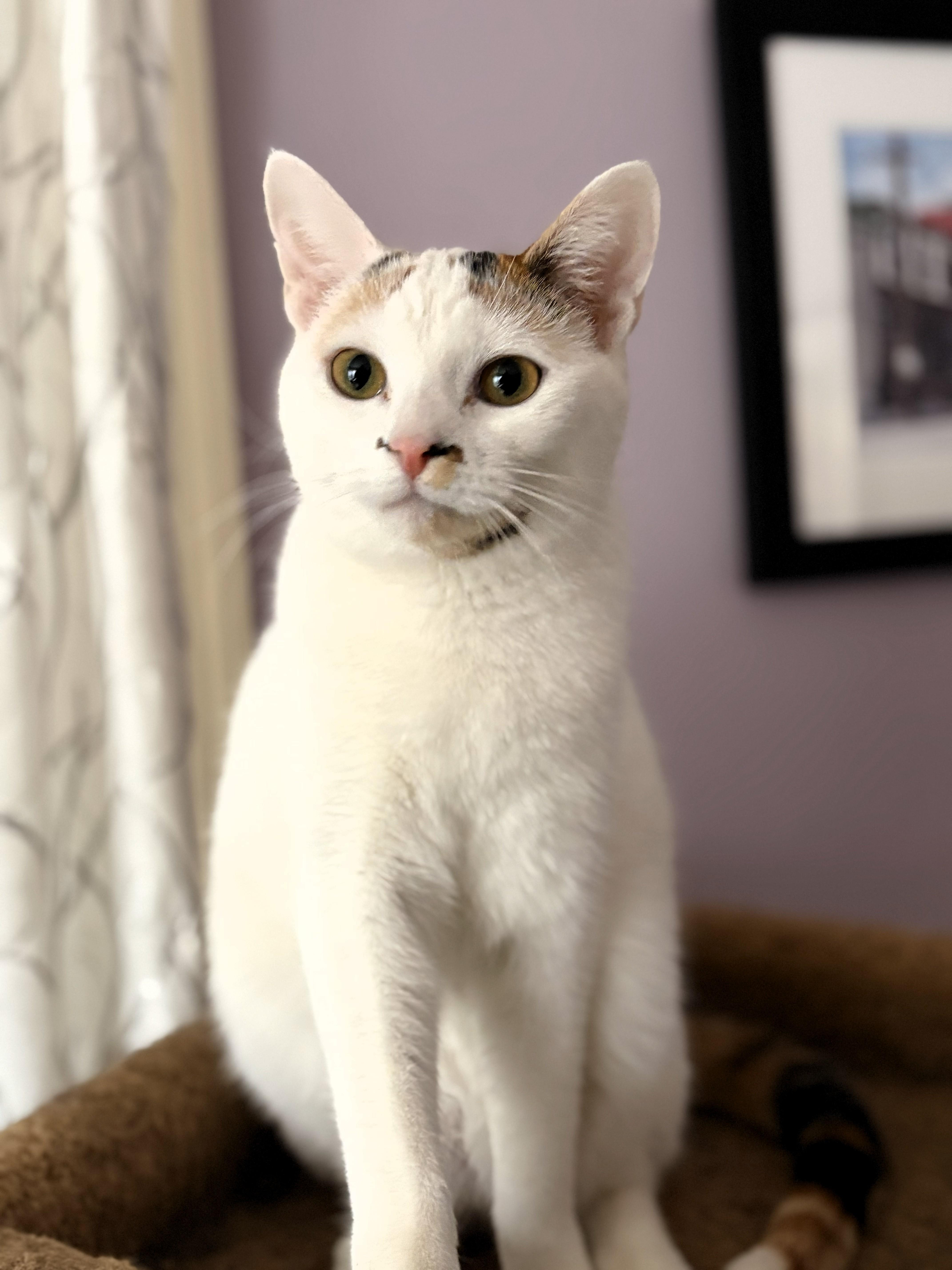 Enlarge Fern, a ADOPTABLE Domestic Short Hair in Wayland, MA image 1/6