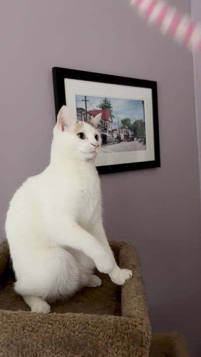 Enlarge Fern, a ADOPTABLE Domestic Short Hair in Wayland, MA video 6/6