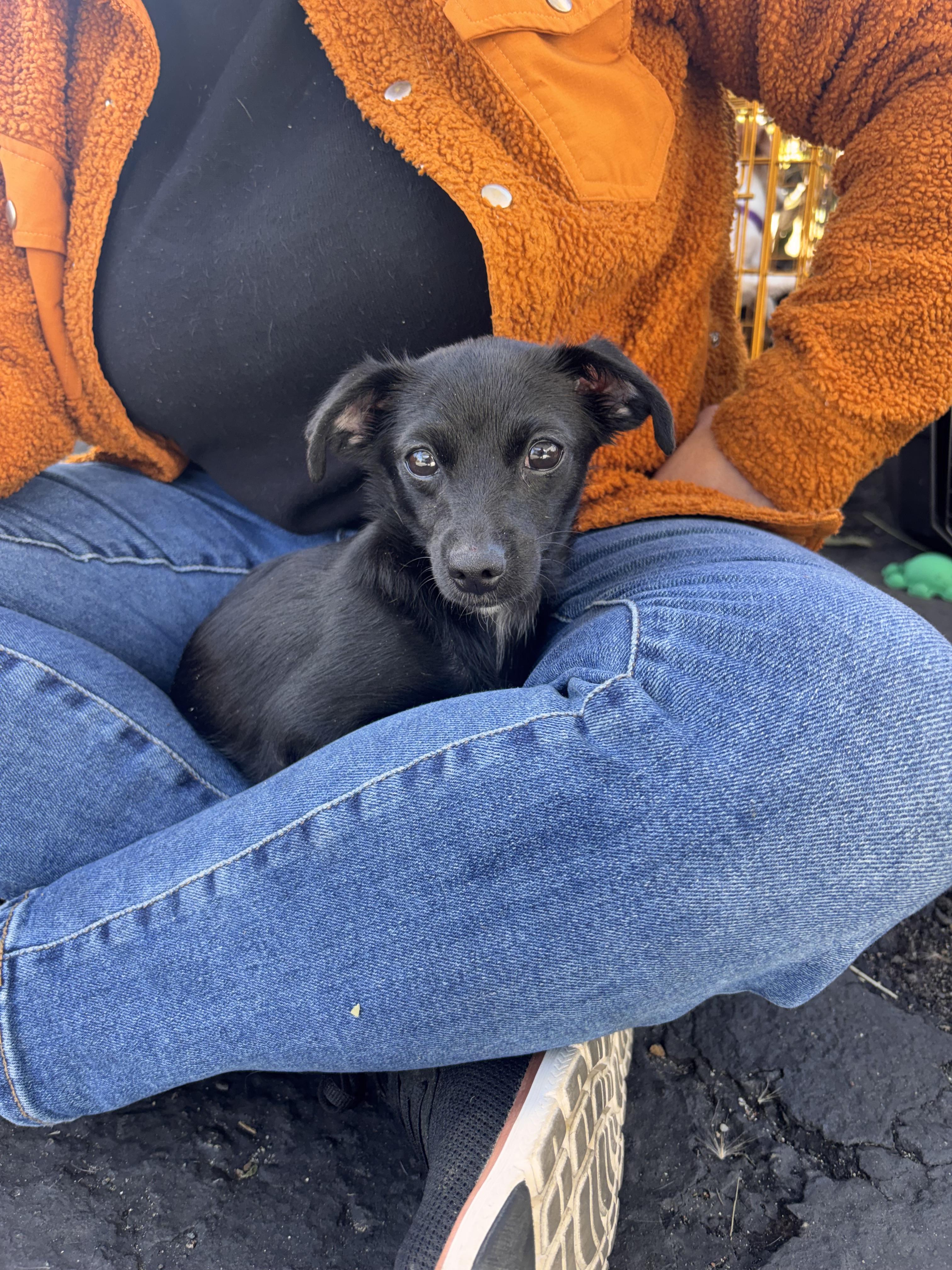 Pebble , ADOPTABLE, Young Female Chihuahua.
