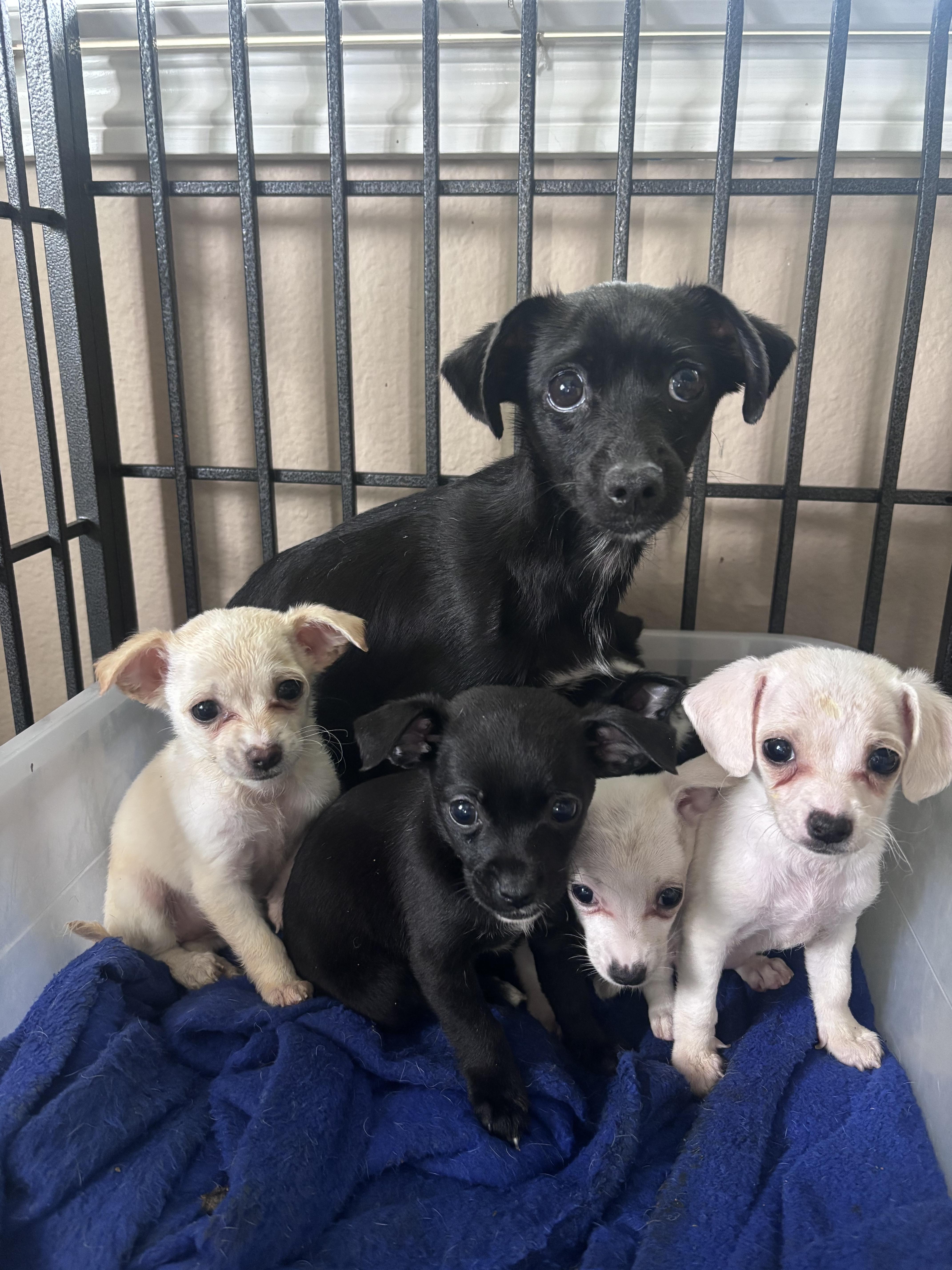 Enlarge Pebble , a ADOPTABLE Chihuahua in Corona, CA image 2/2