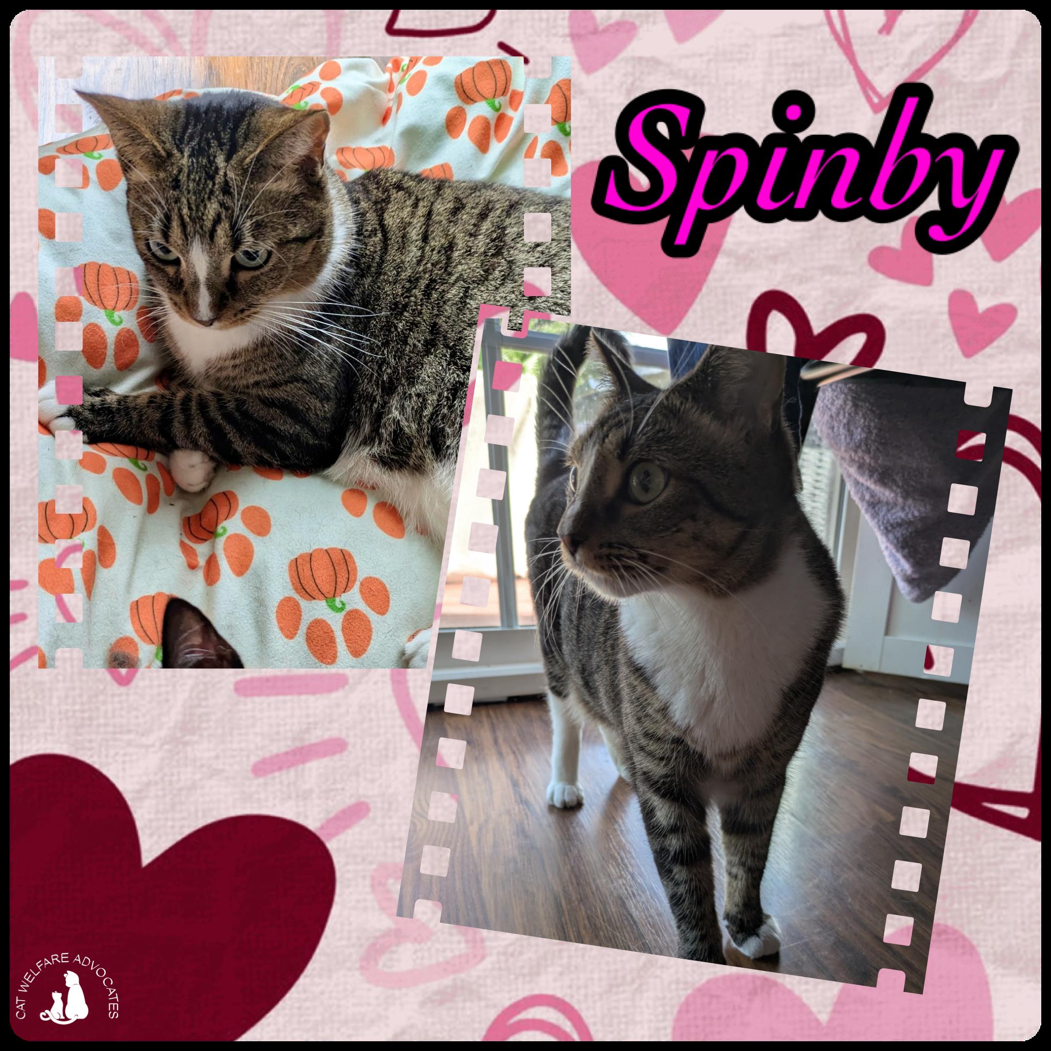 Spinby, ADOPTABLE, Adult Female Domestic Short Hair.