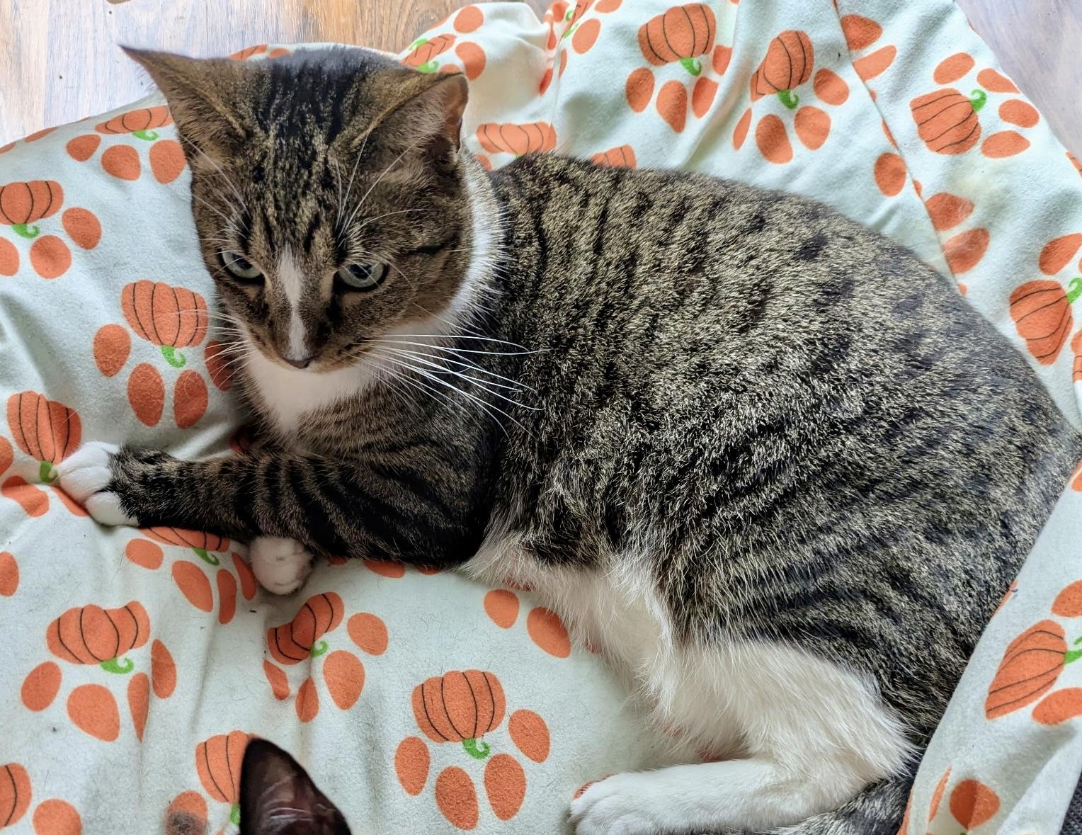 Enlarge Spinby, a ADOPTABLE mixed breed in San Jose, CA image 2/3