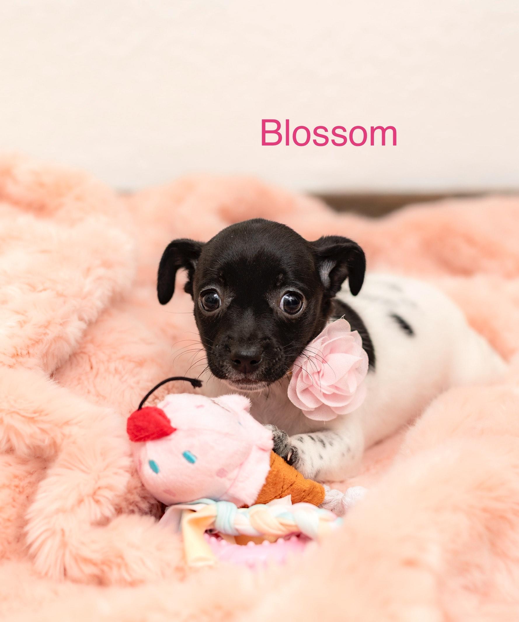 Blossom