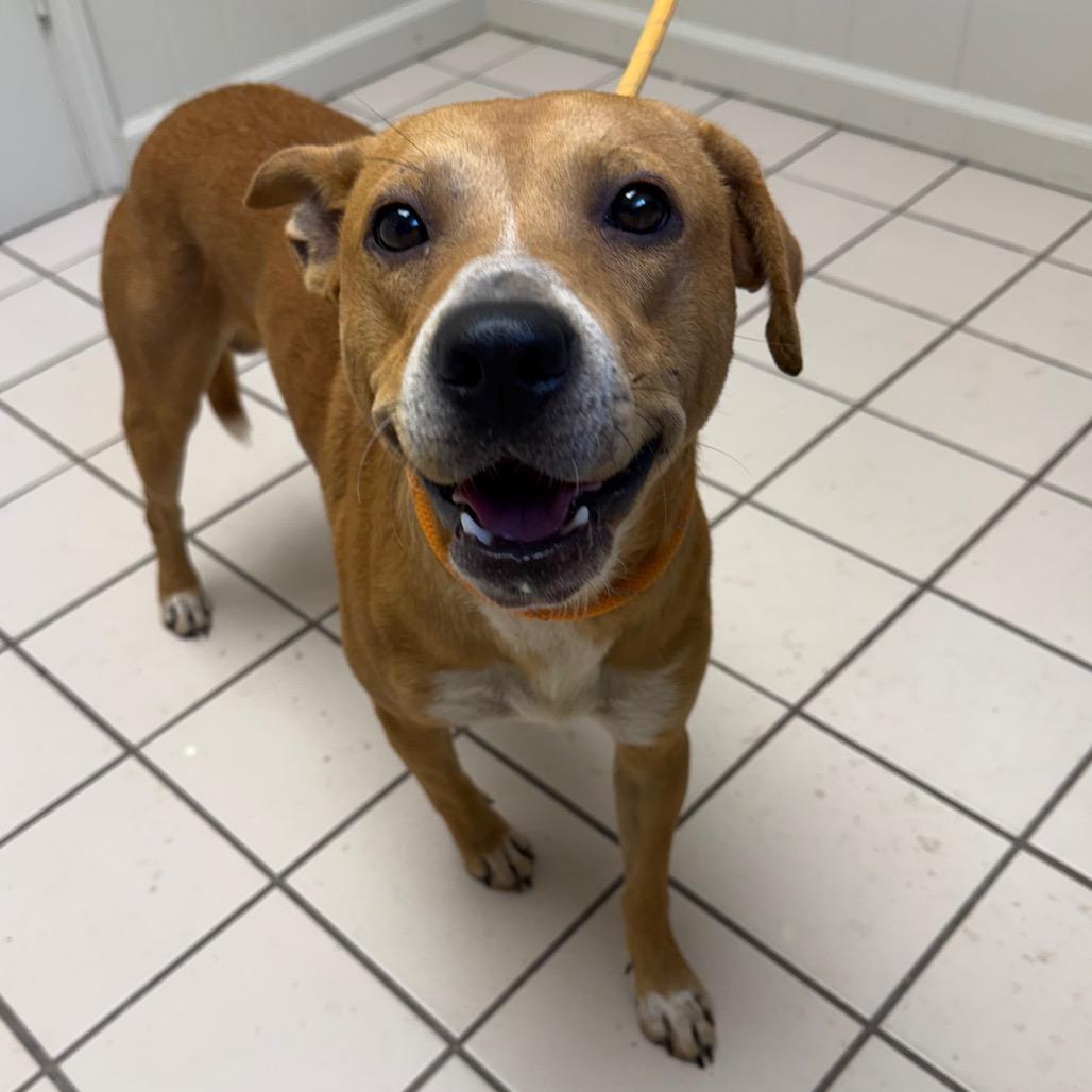 TUSC-Stray-85951 photo