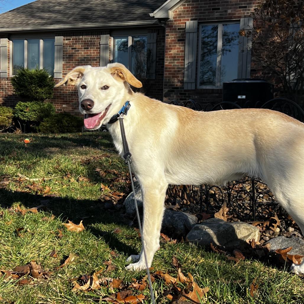 Willow happy Girl, Adoptable, Young Female Yellow Labrador Retriever.