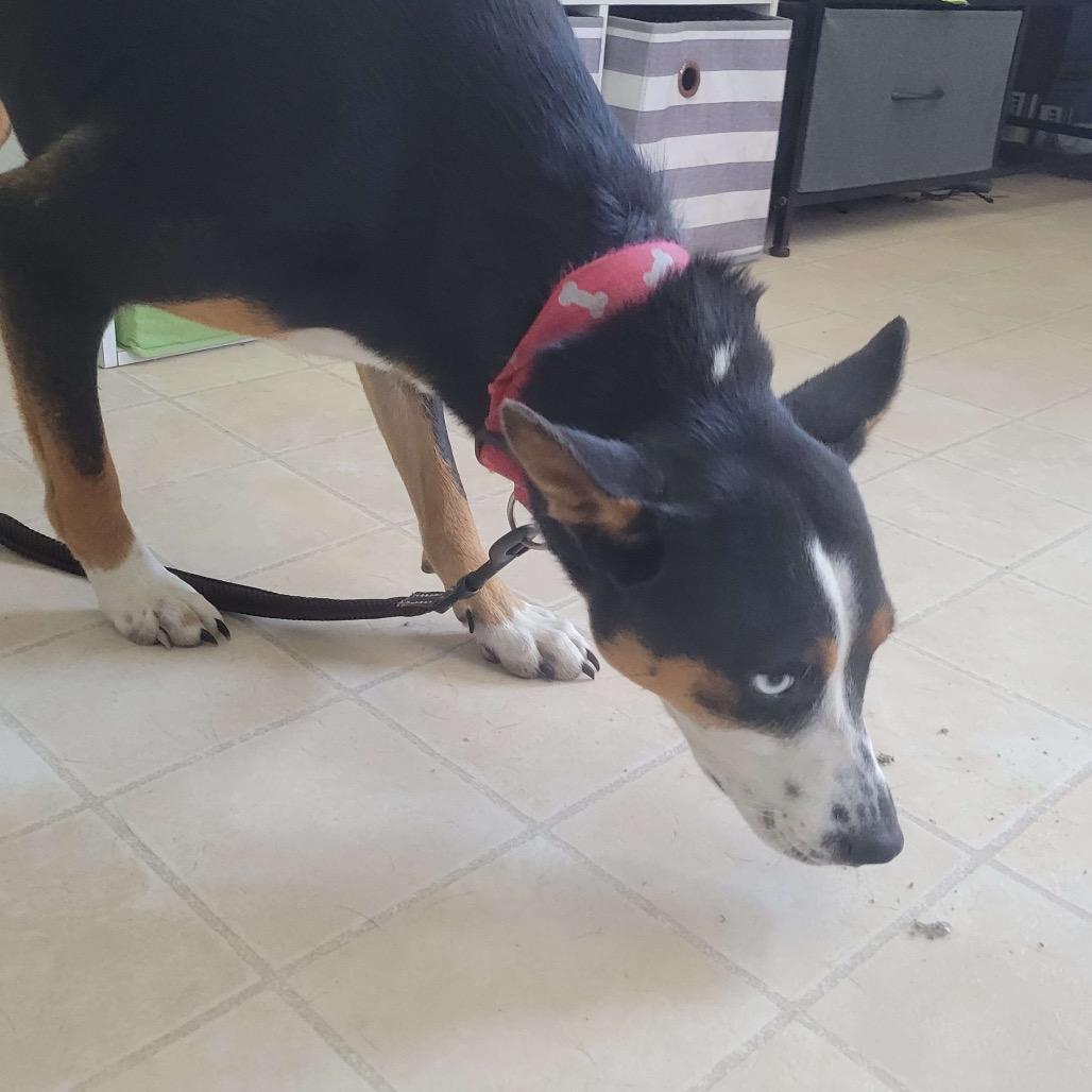 Enlarge Milo, a Adoptable Rat Terrier in Hohenwald, TN image 1/2