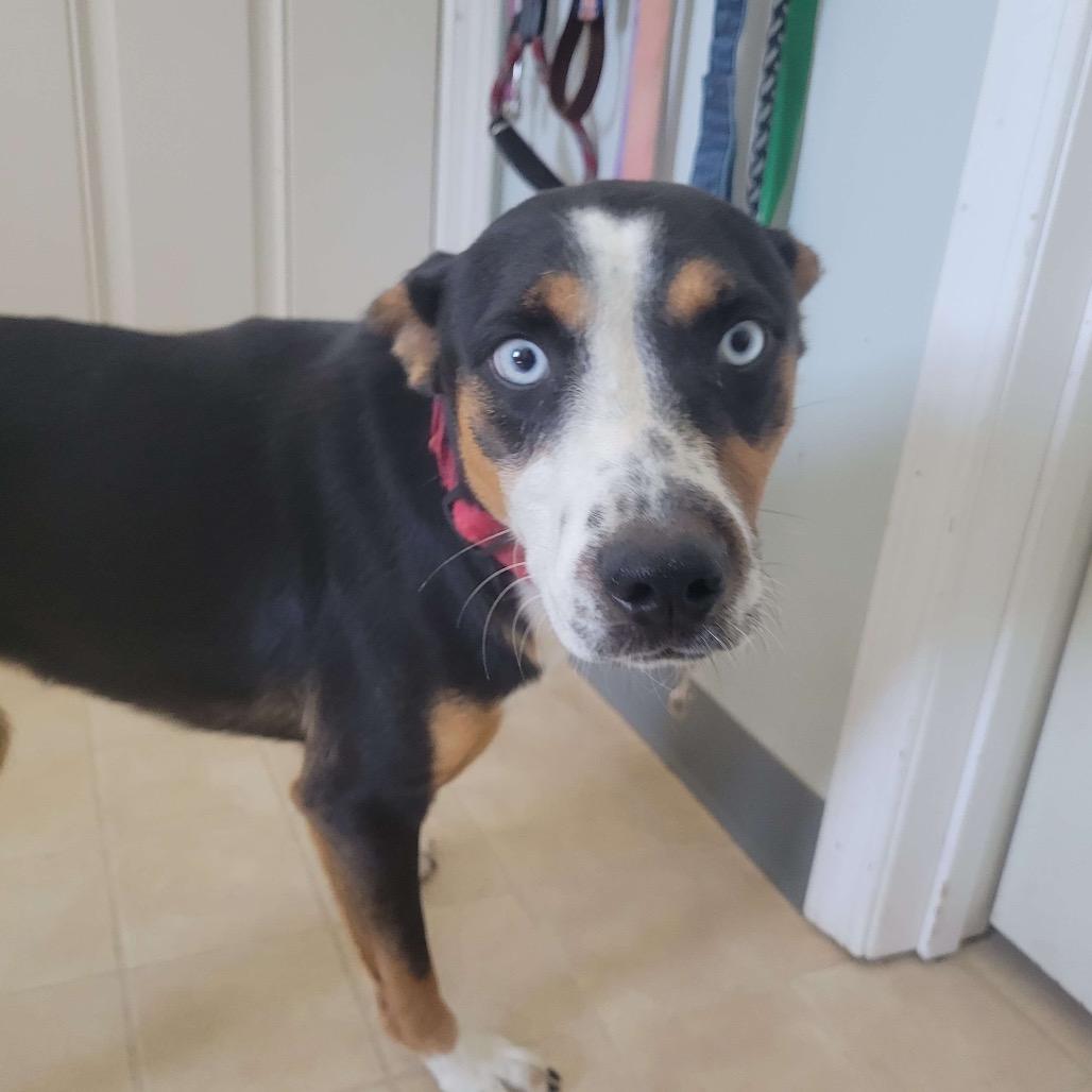 Enlarge Milo, a Adoptable Rat Terrier in Hohenwald, TN image 2/2