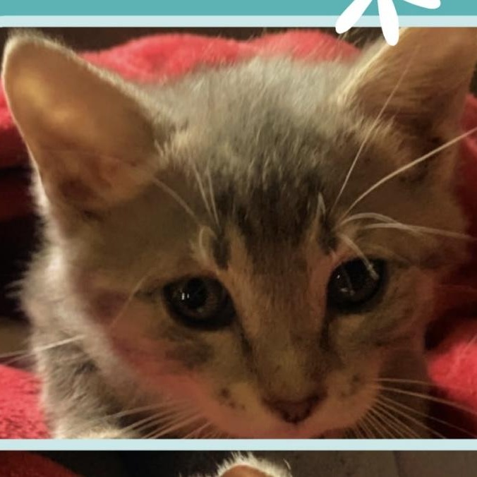 Enlarge Gabby, a ADOPTABLE American Shorthair in Johnson City, TN image 2/4