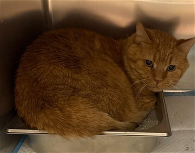 CHUCK, Adoptable, Adult Male Domestic Short Hair.