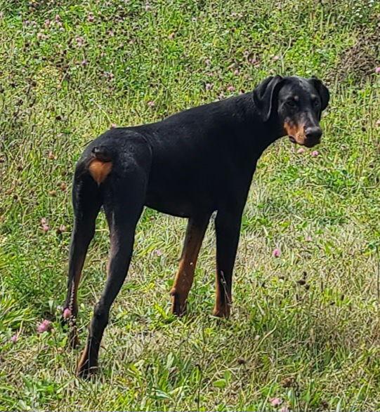 Ember, Adoptable, Young Male Doberman Pinscher.